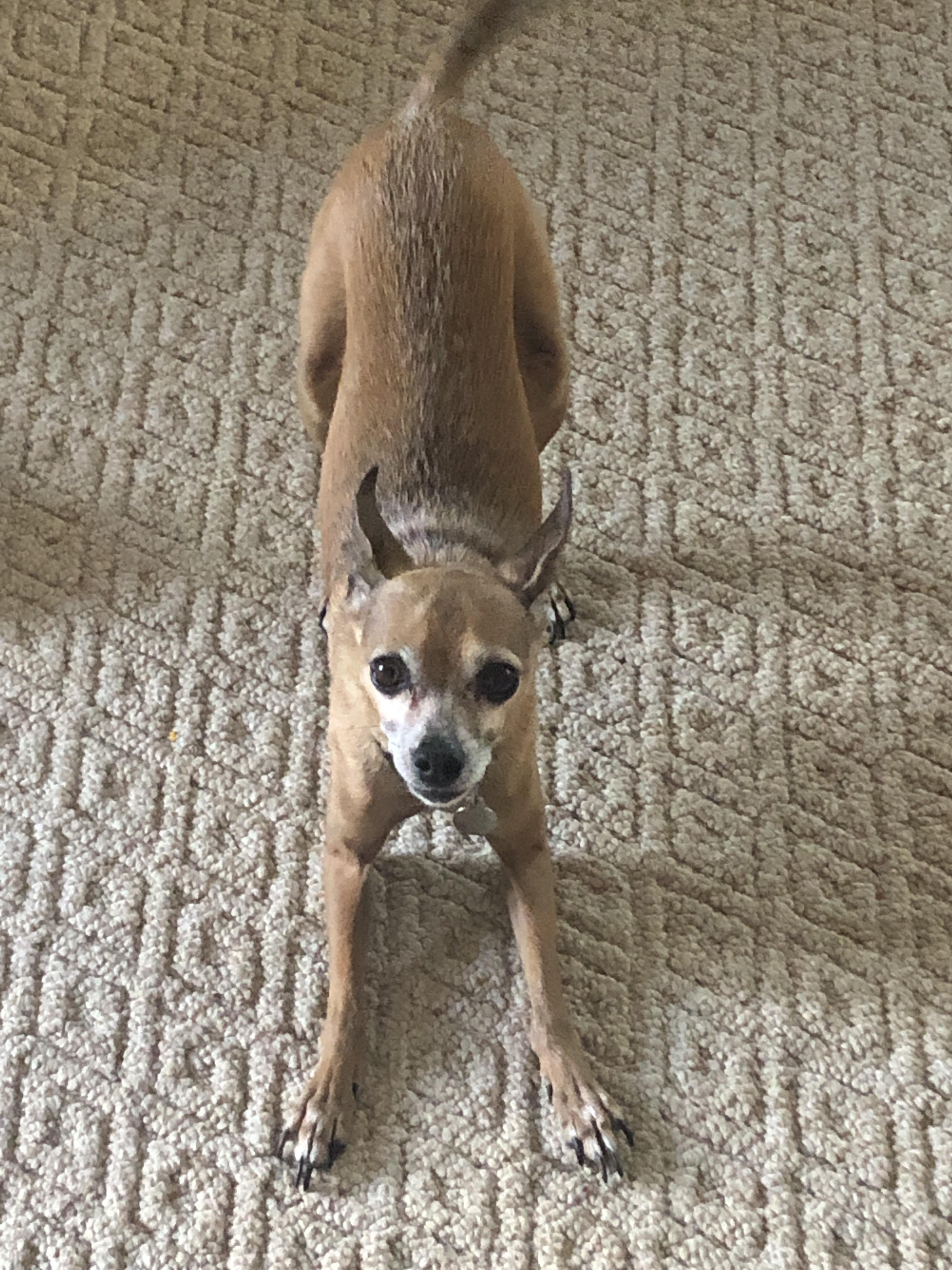 This chihuahua on stilts. Reddit, meet The Goob. r/Chihuahua