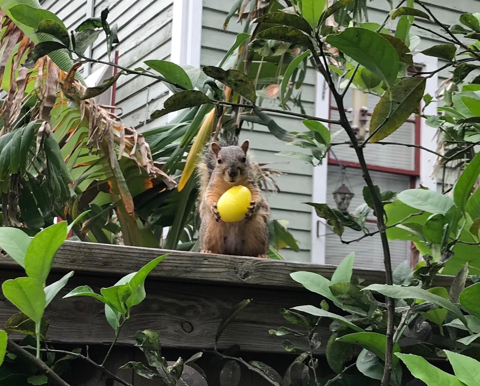 This squirrel found an Easter Egg! r/aww