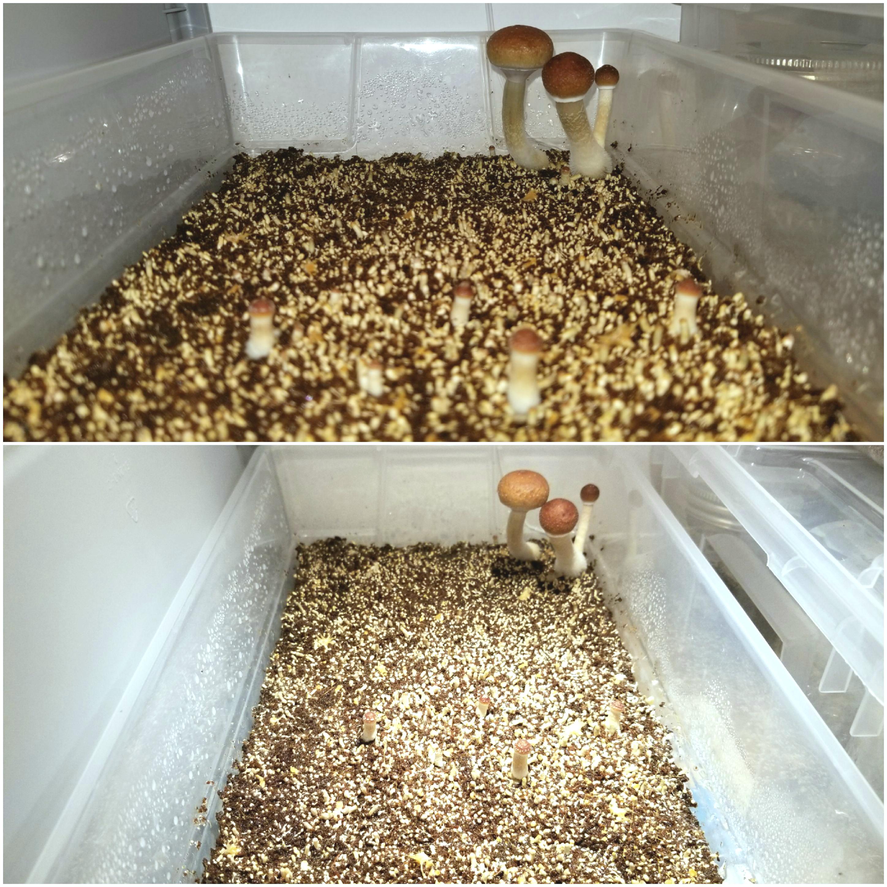 Update on the yellow slime mold tub from a few days ago. r/shroomery