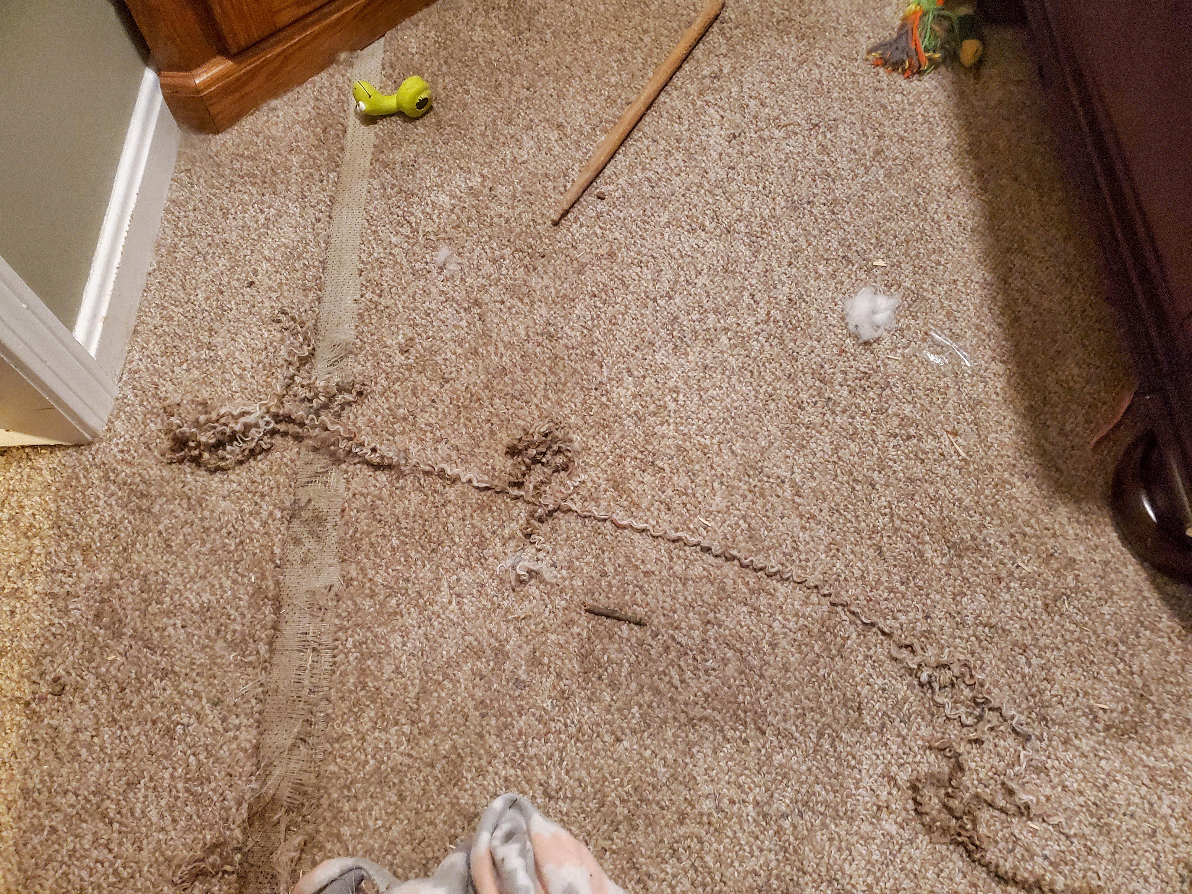 Came Home From Work to Find That My Dog Ate the Carpet r/Wellthatsucks