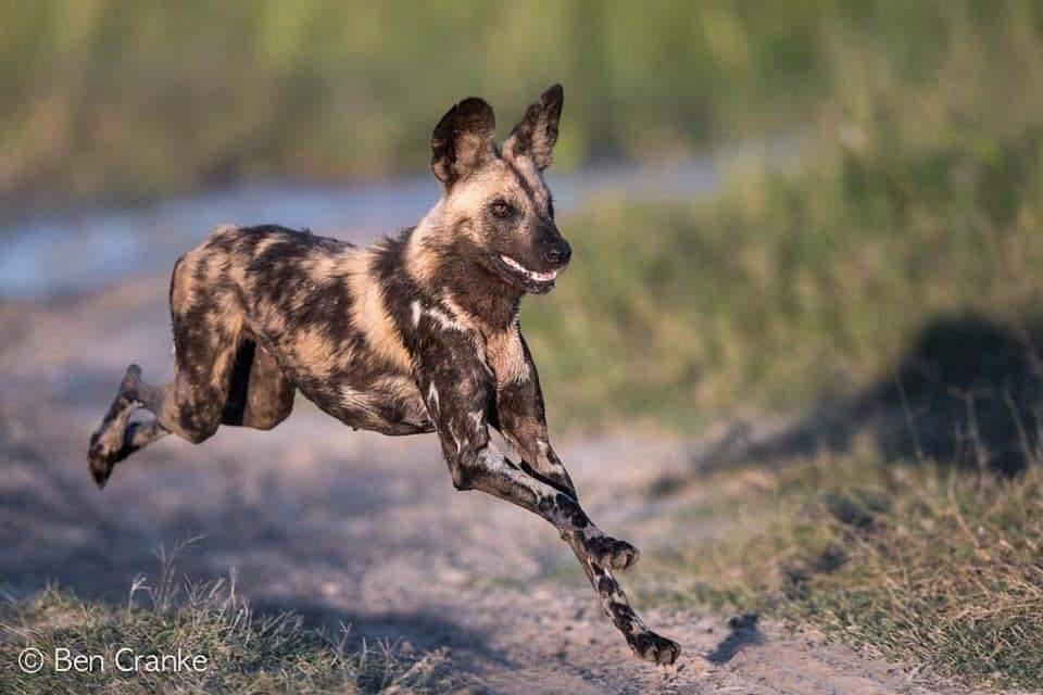 One week to go in the ‘Remembering African Wild Dogs’ Kickstarter 📸 Ben