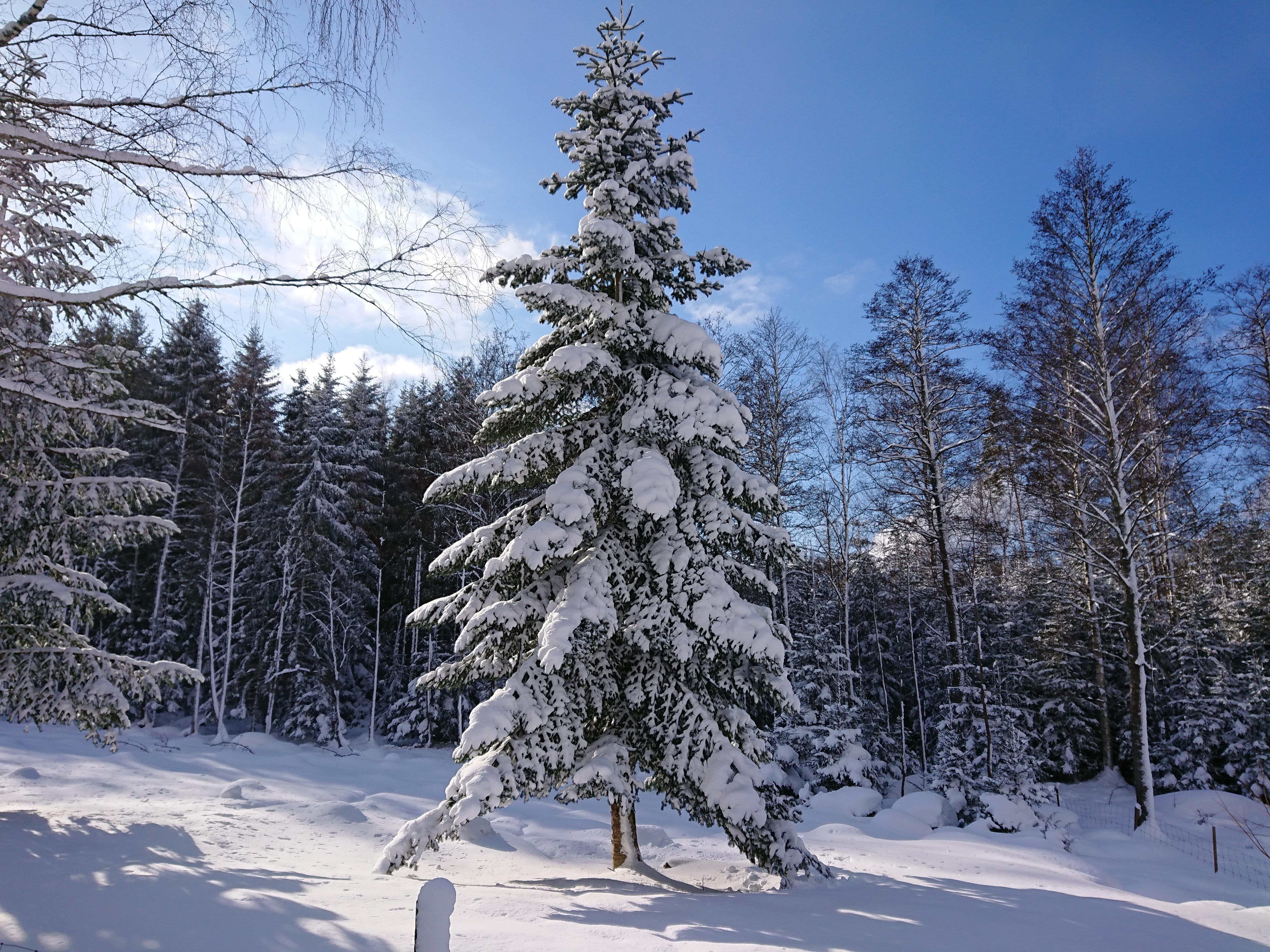 Coated fir tree from last September in Sweden[OC][5056x3792] r/EarthPorn