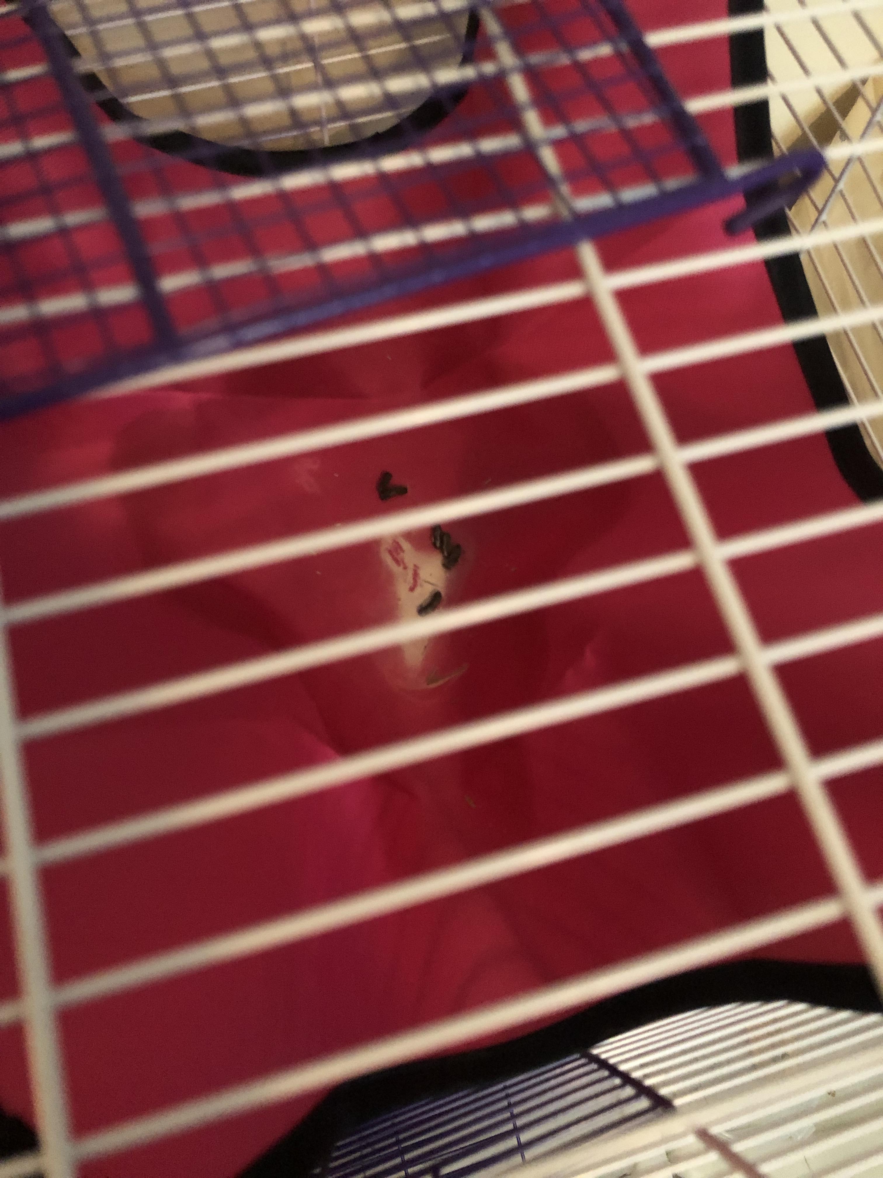 Help! First time chinchilla owner, I just got him today and I found