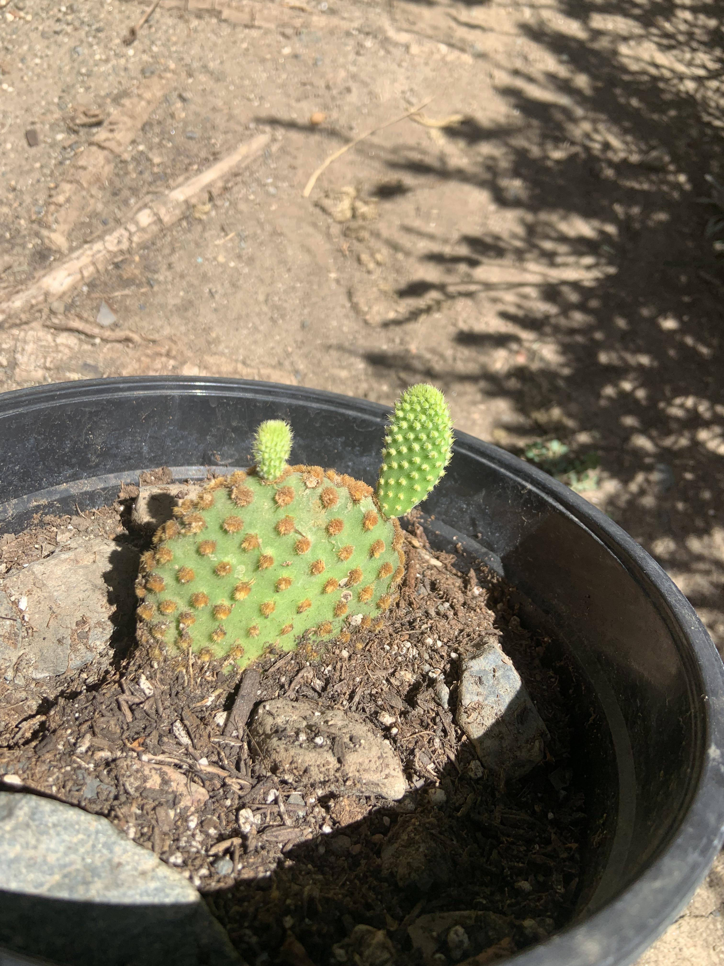 Is this normal? I can’t tell if it’s etiolation or not. If it is, that