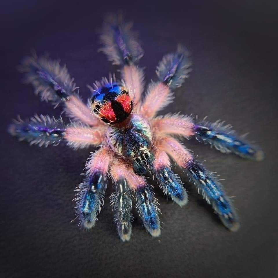Brazilian Jewel Tarantula r/interestingasfuck