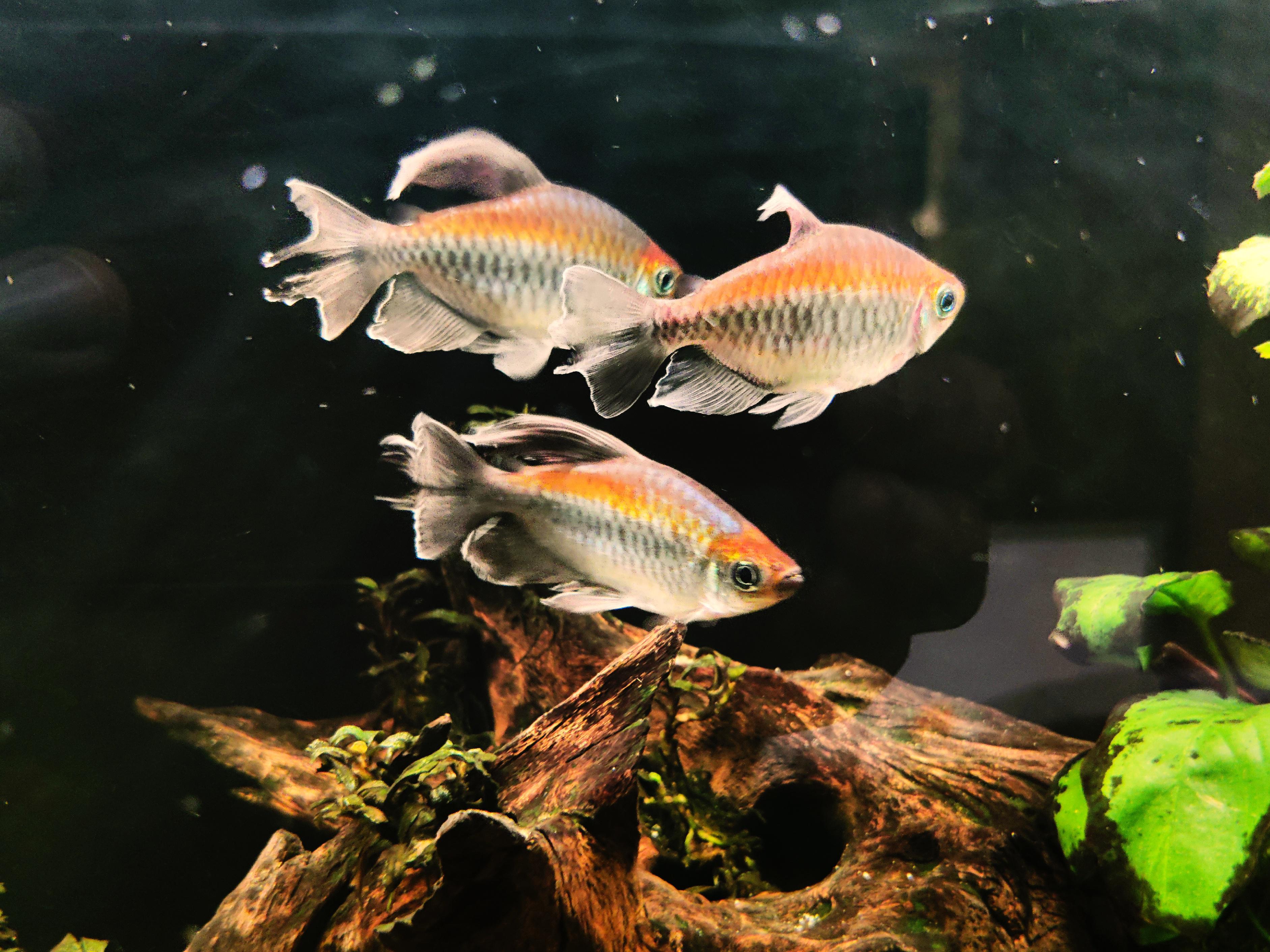 3 male Congo Tetras, 55 gallon fully planted r/Aquariums