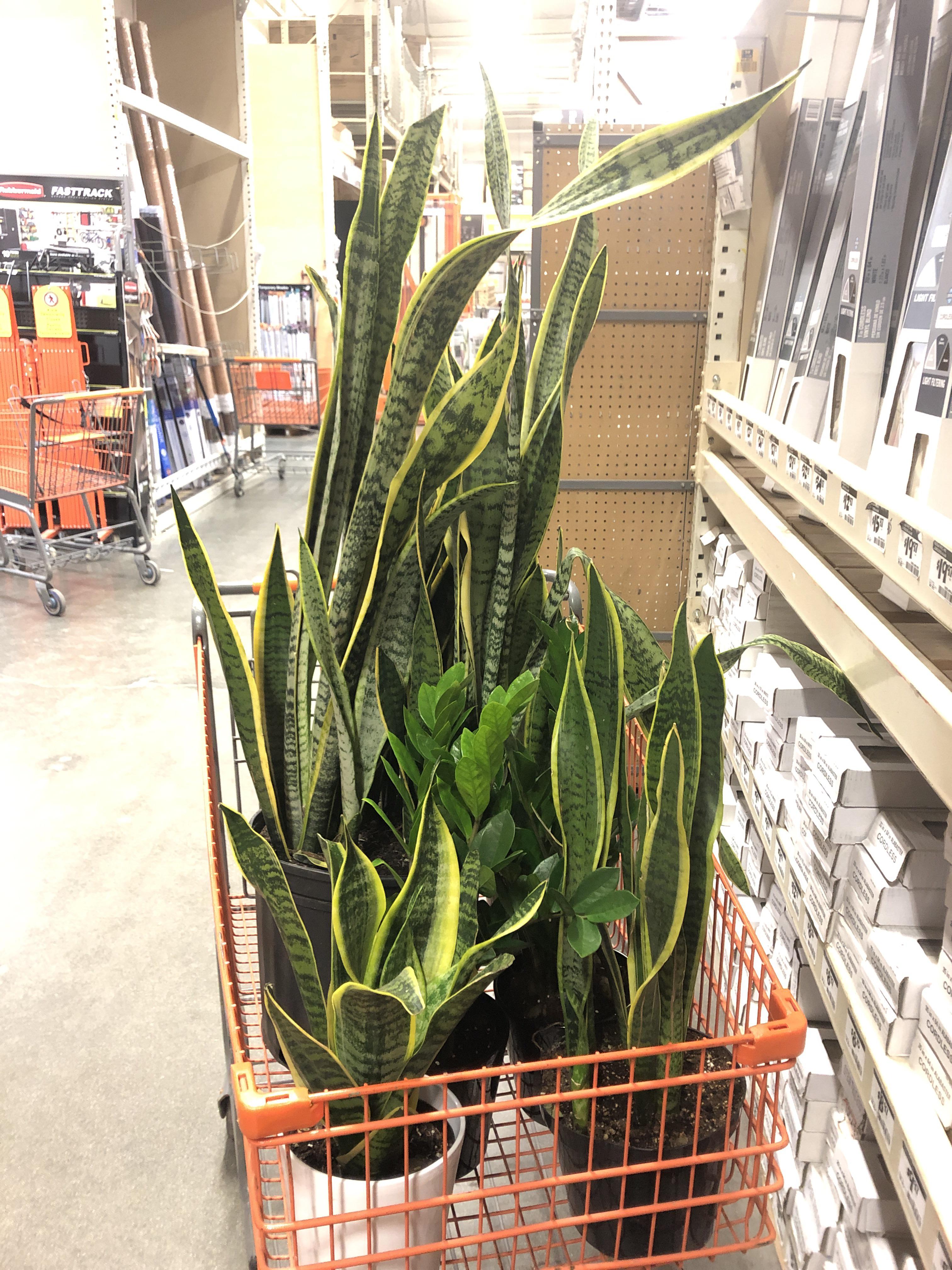At Home Depot, buying too many low light plants, send help. r/houseplants