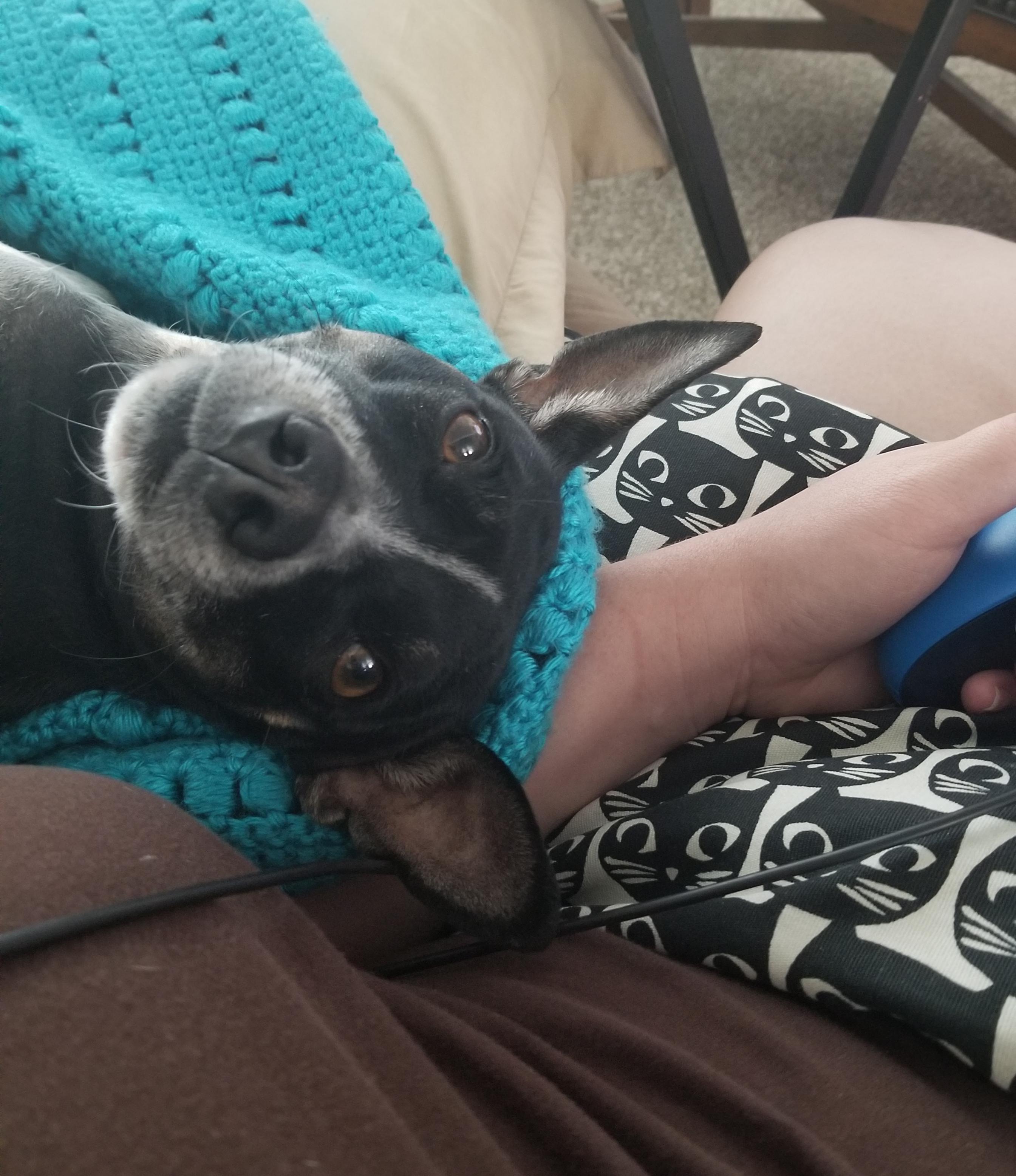 Our rescue might have stockholm syndrome r/aww