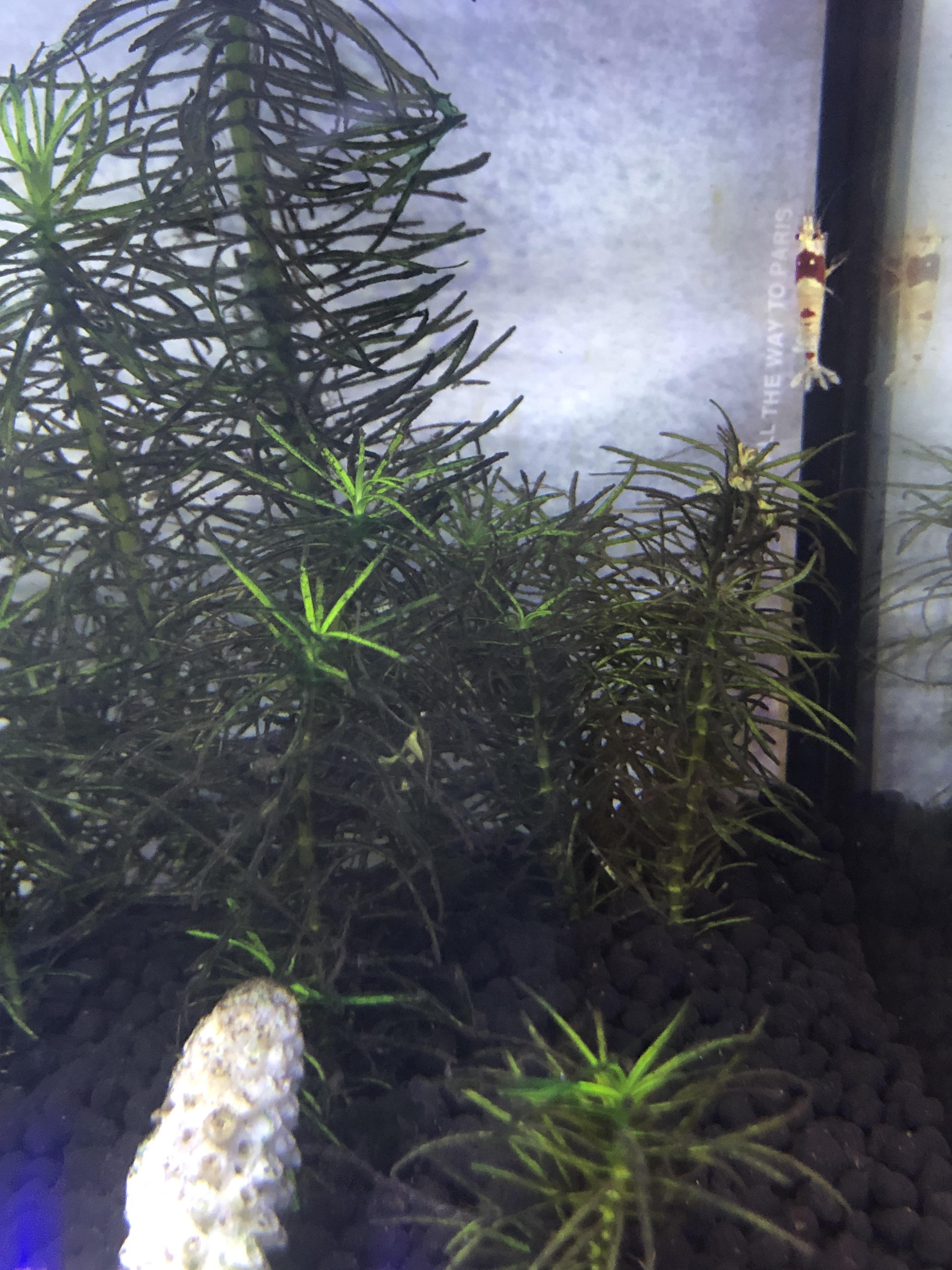 Plant leaves turning black what can I do? Aquariums