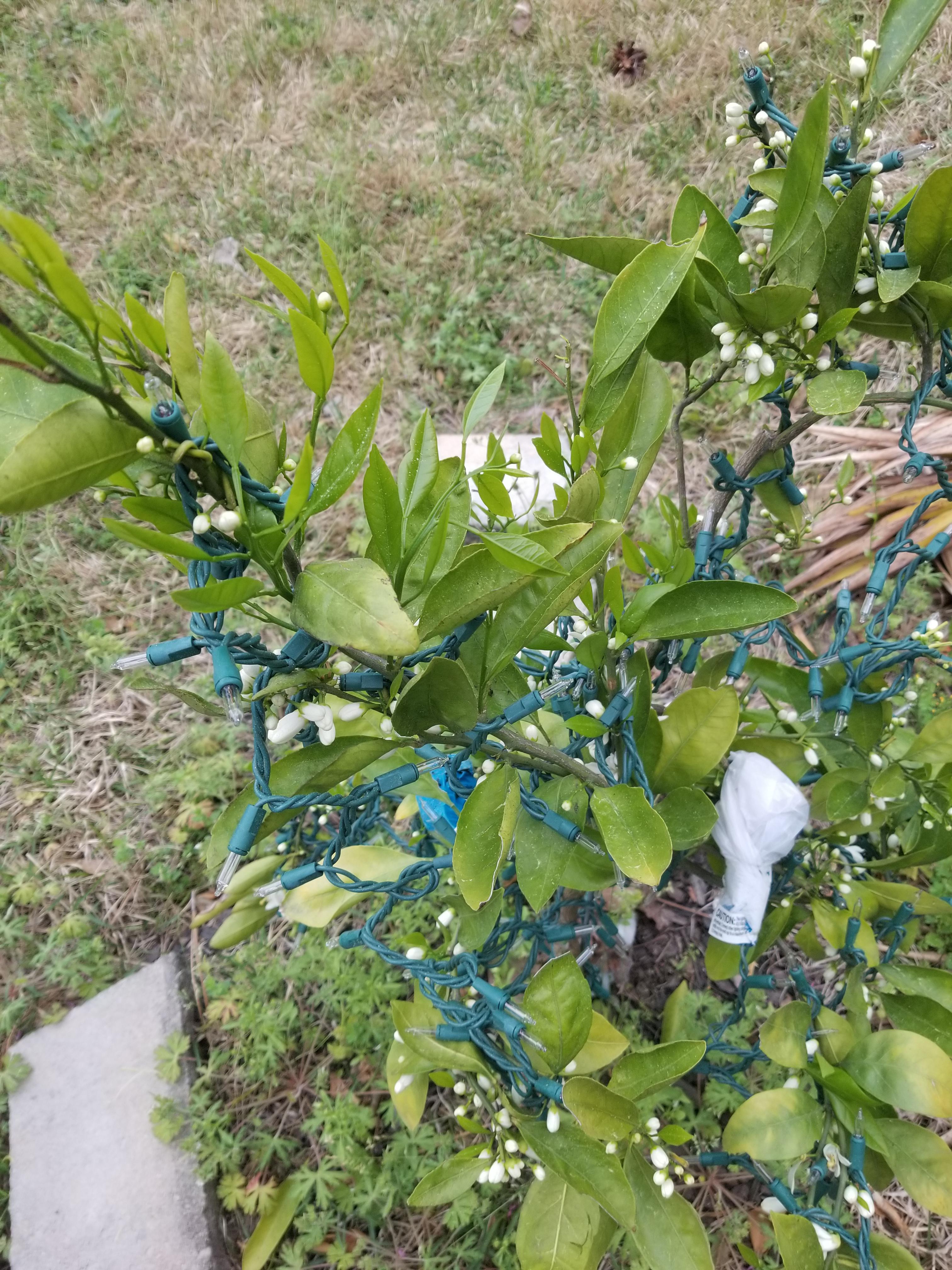 My orange tree is super tiny but mighty with all it's buds. Hoping I get fruit this year! r