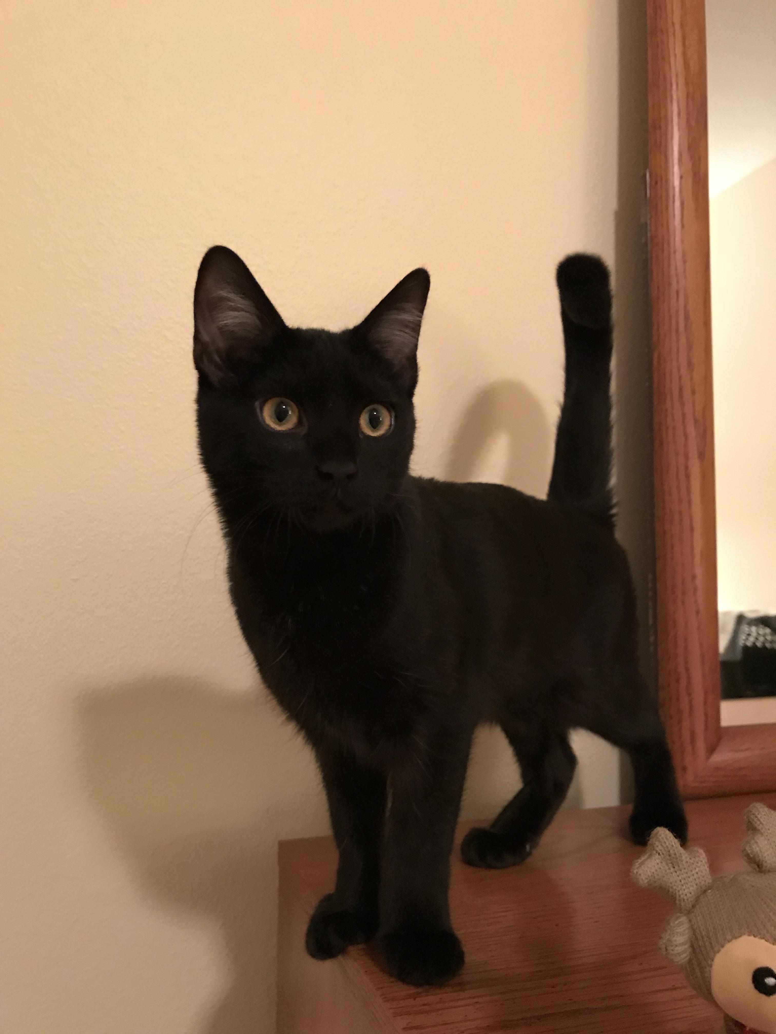 Half melanistic black Bengal/ half Maine Coon. This is 18 week old