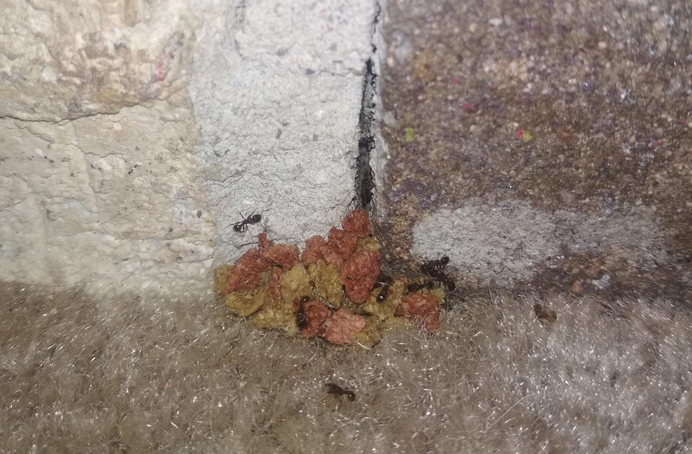 Ants raided the cat food, but had to leave behind all the bigger pieces