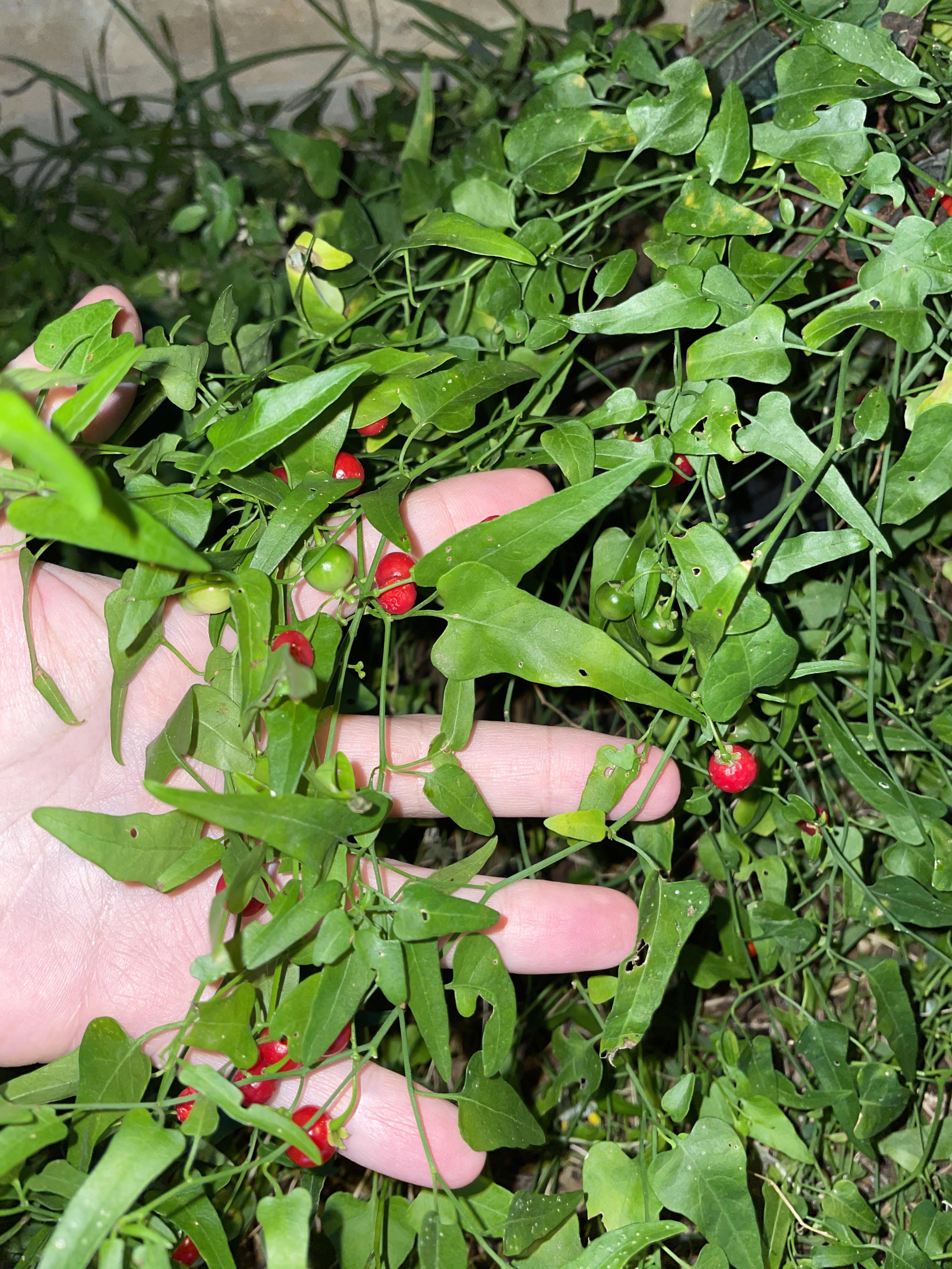 This grows wild in my front yard... cut one open and it smells like a pepper... does this look