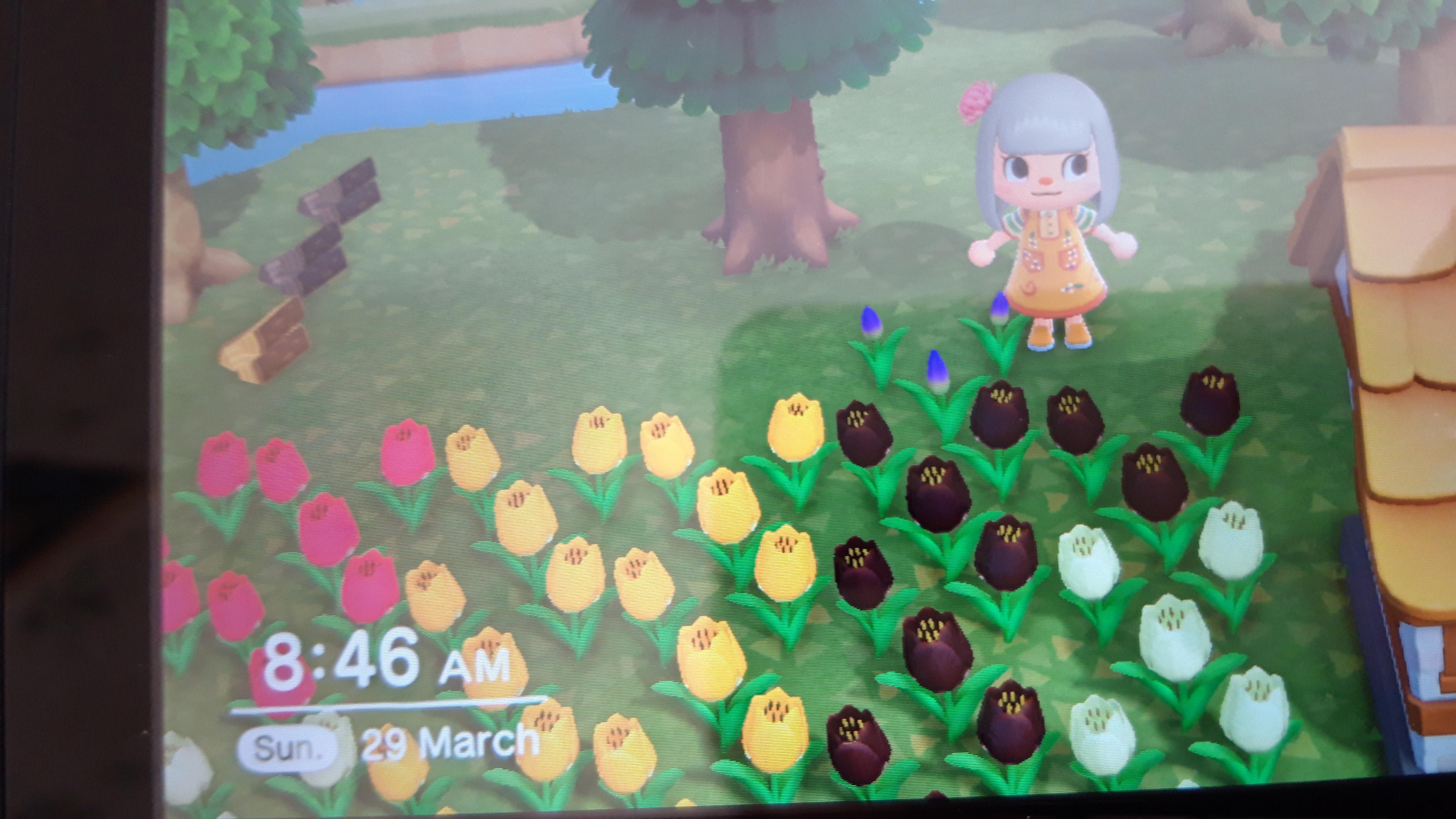 I got a purple tulip hybrid r/AnimalCrossing