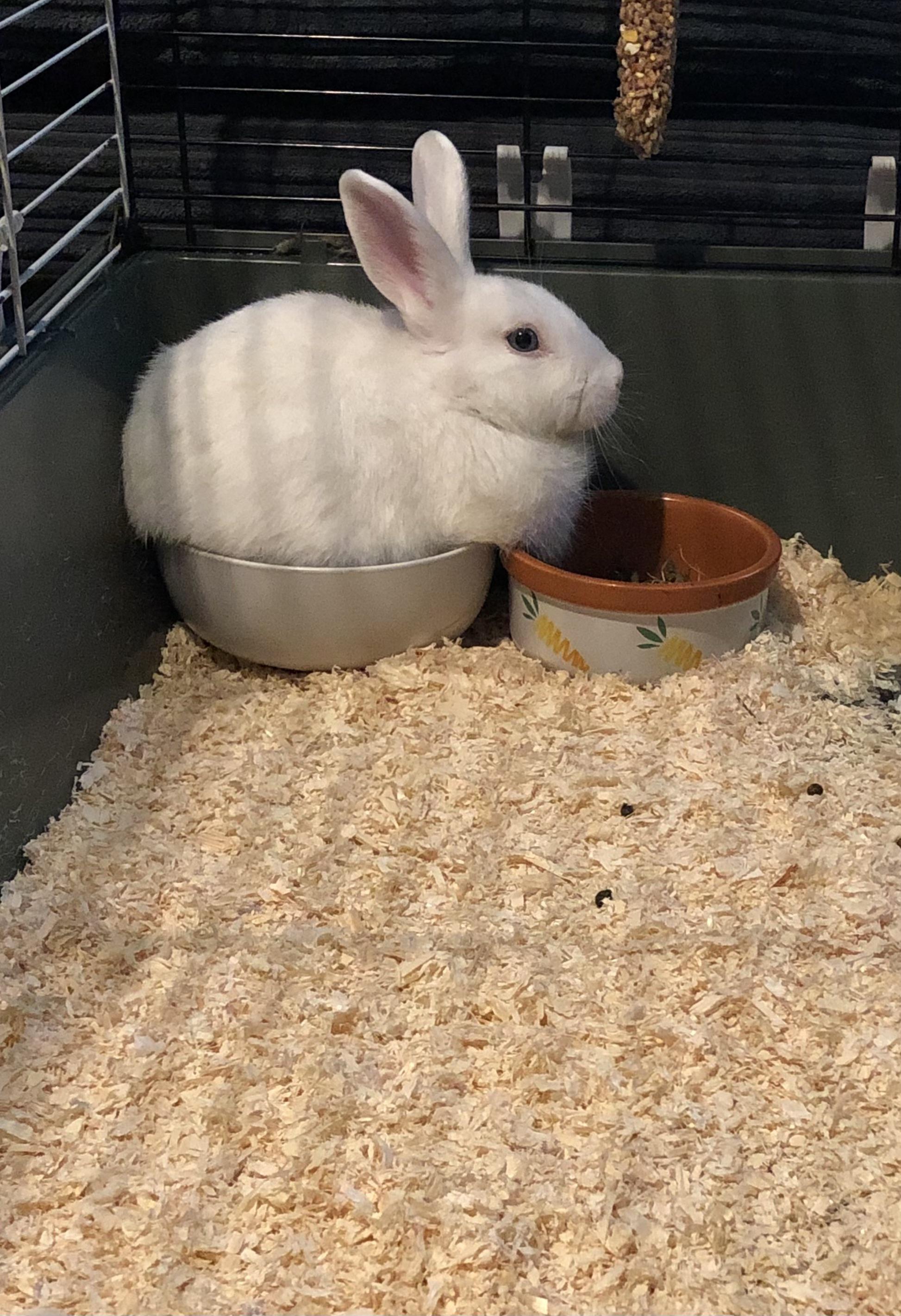 Excuse the lack of bedding he was castrated Yesterday and he likes to