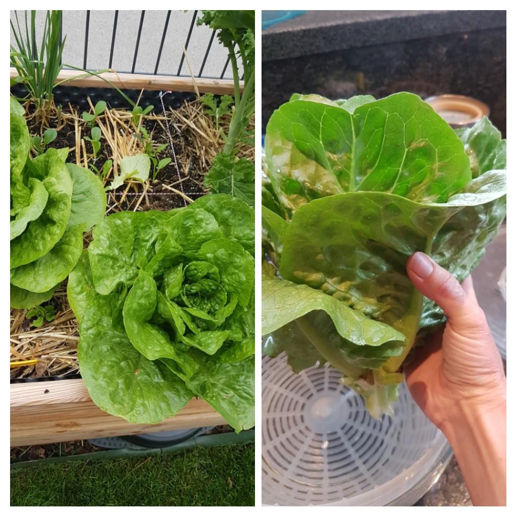 Romaine lettuce... When is it ready for harvest? First time growing