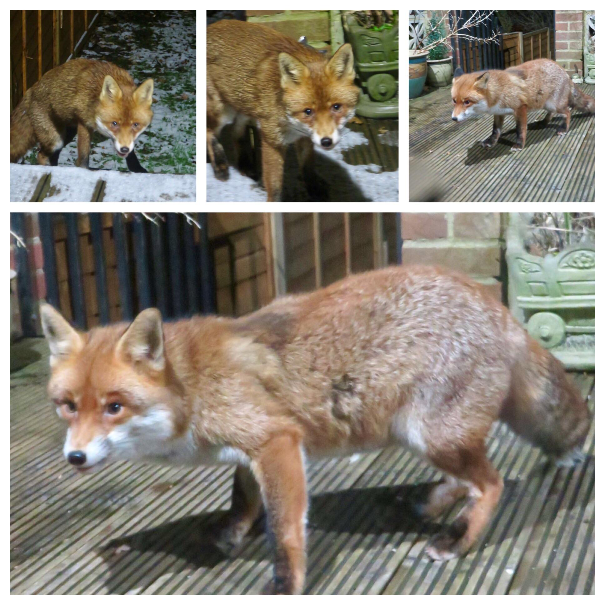 My Parents Have Been Feeding Dog Food To This Fox Every Night For Weeks r/foxes