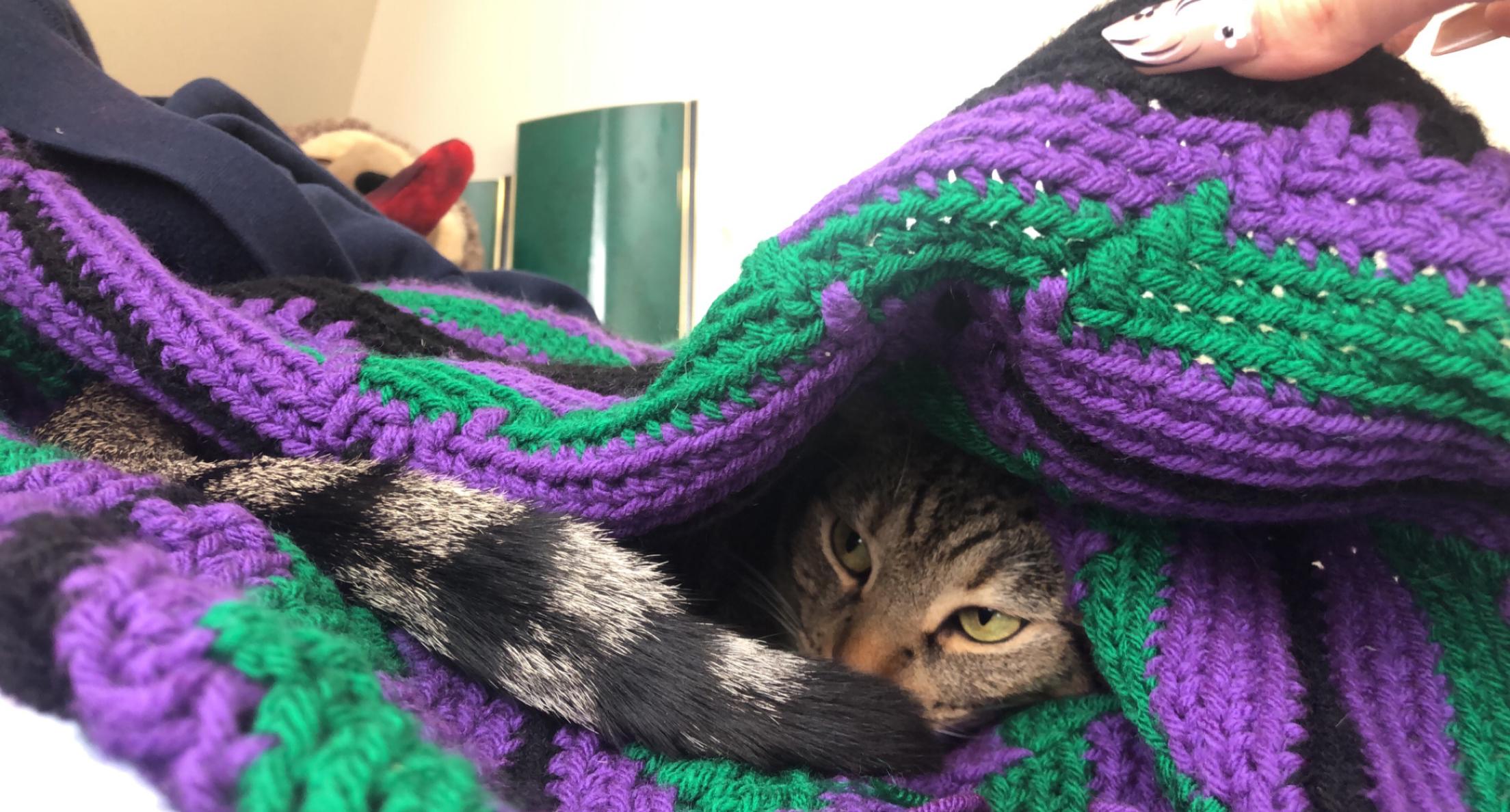 Do your standard issues cats like to burrow too? r/standardissuecat