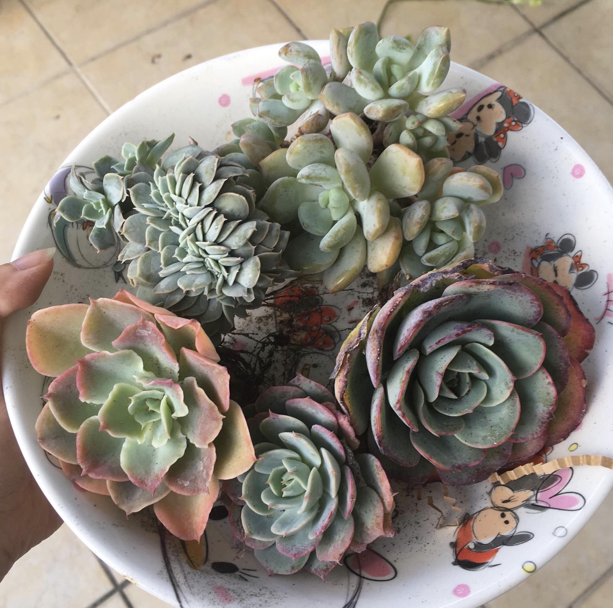 Plant mail from Plants of Joy! r/succulents