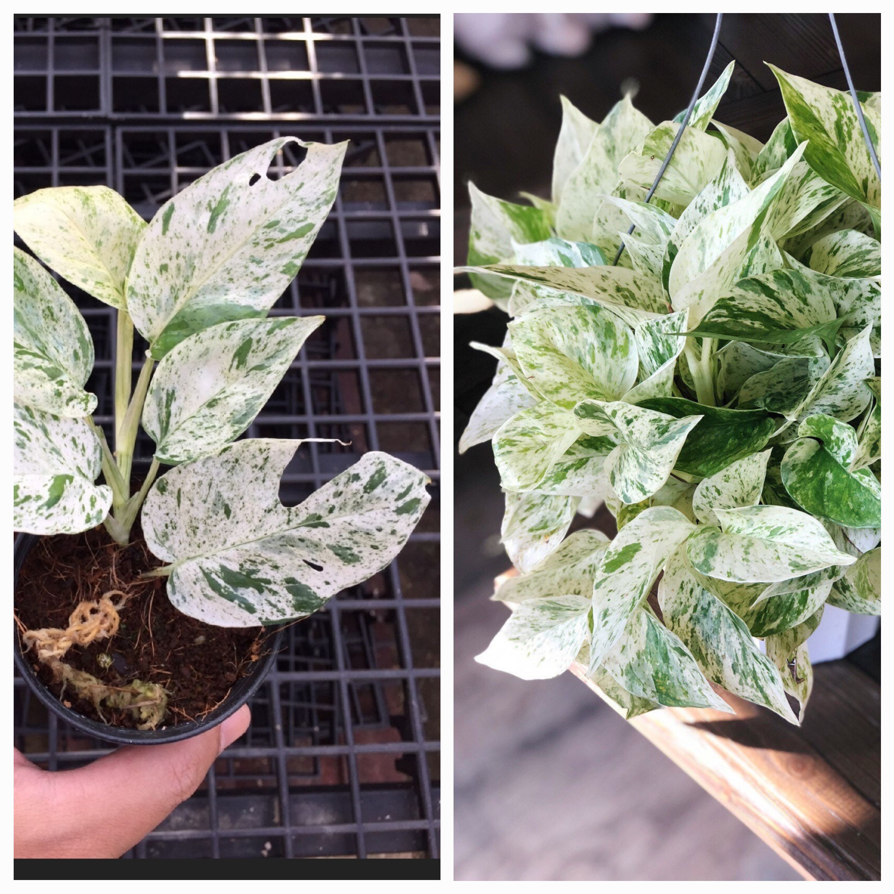 What is the difference between Epipremnum aureum 'Marble Queen' and