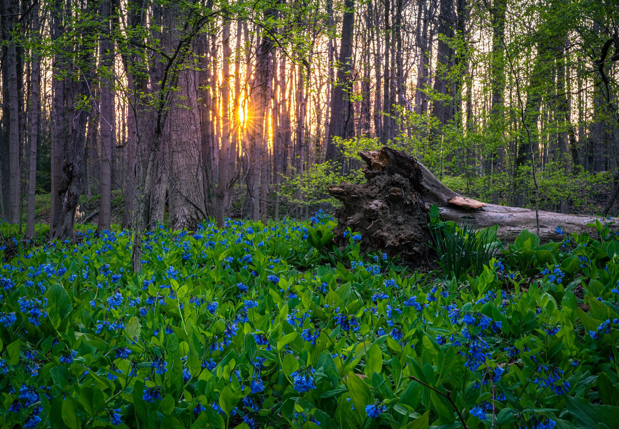 Sunrise among the bluebells, Poland Ohio. r/Ohio