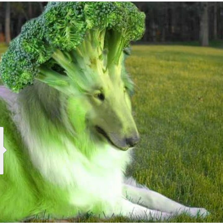 broccoli dog companion unlockable at level 5 100 atk 500 hp