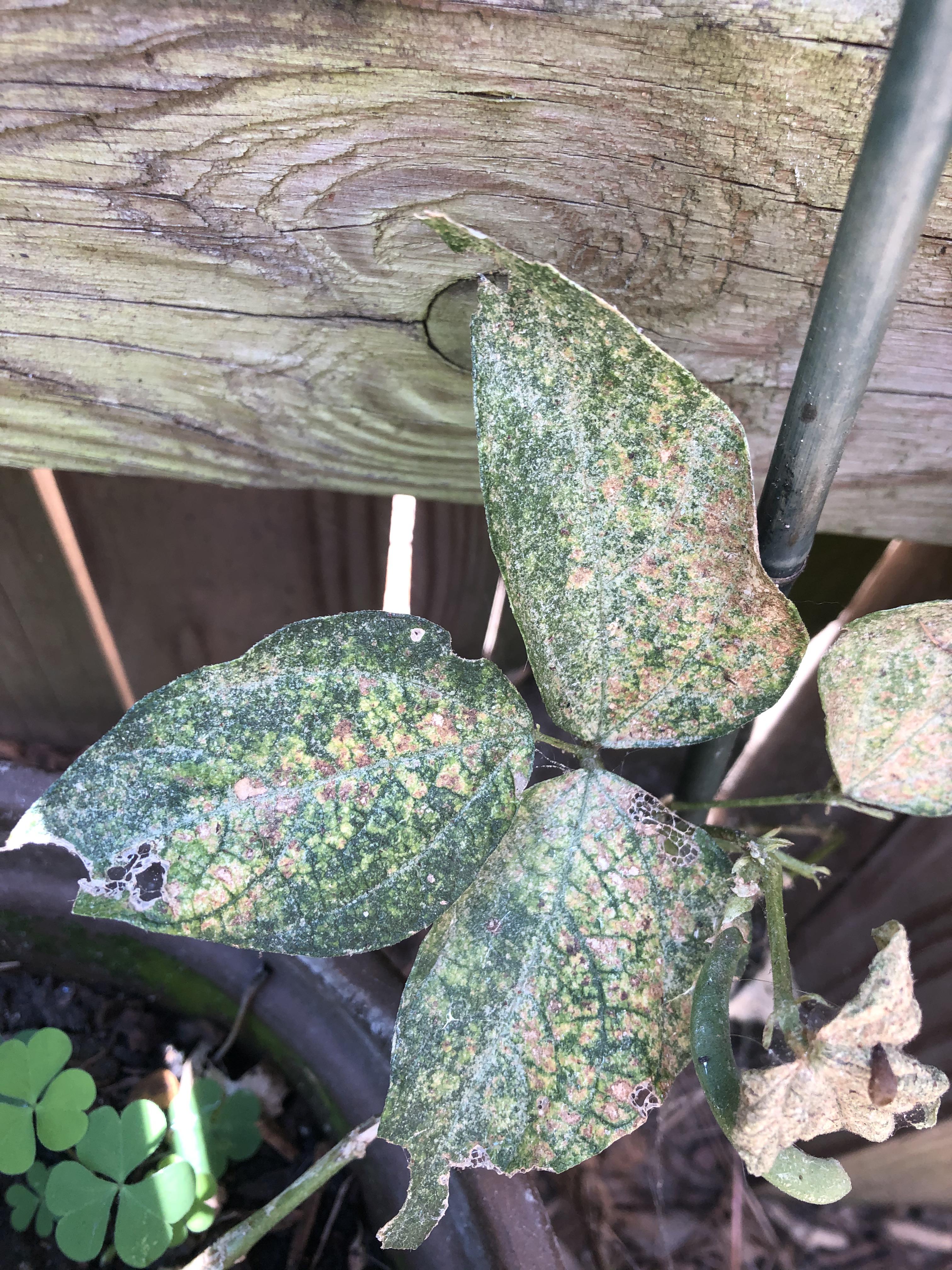 How to deal with mites(?) on many plants