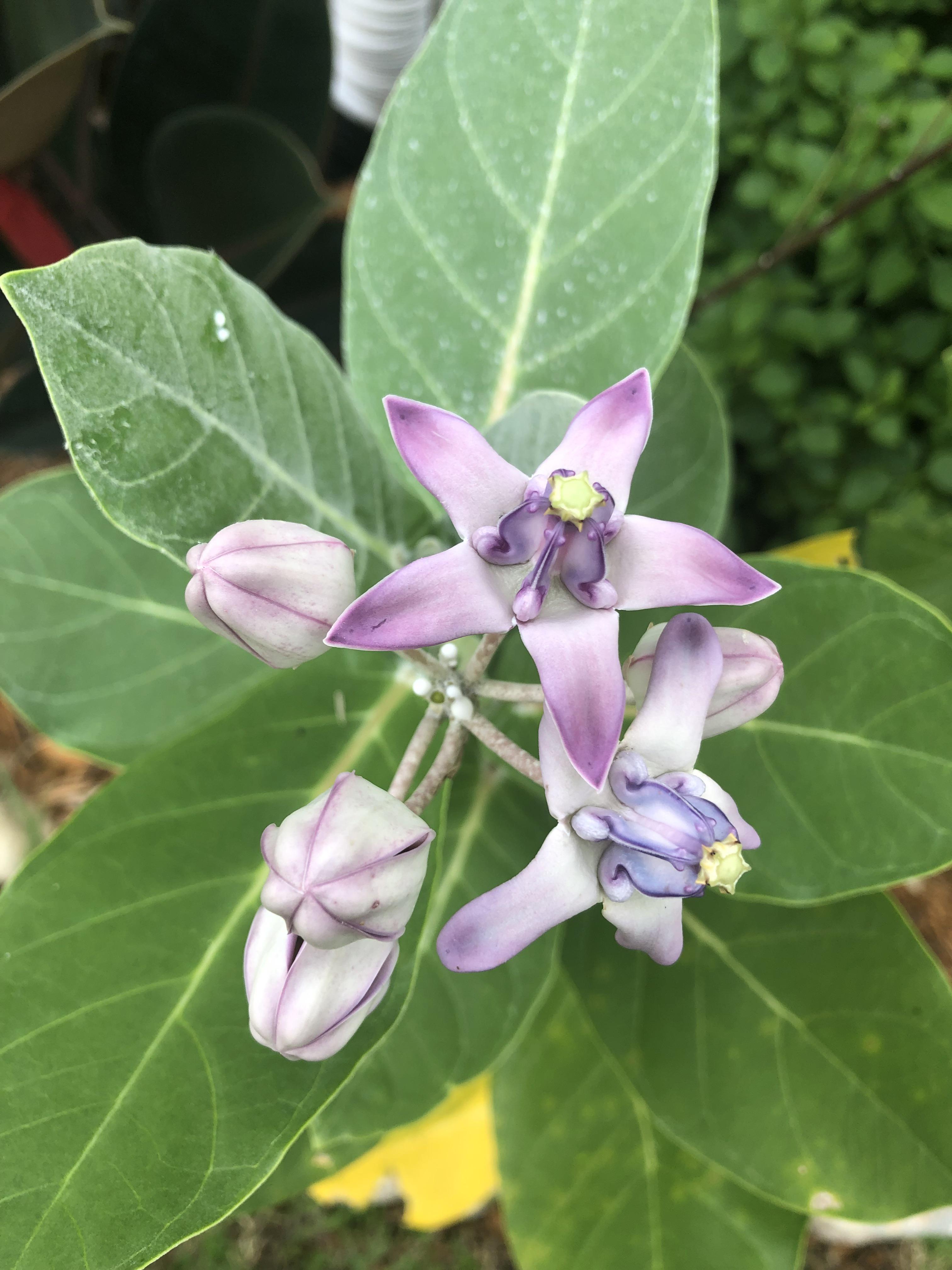 Asclepias elata (nodding milkweed) near the ArizonaMexico border