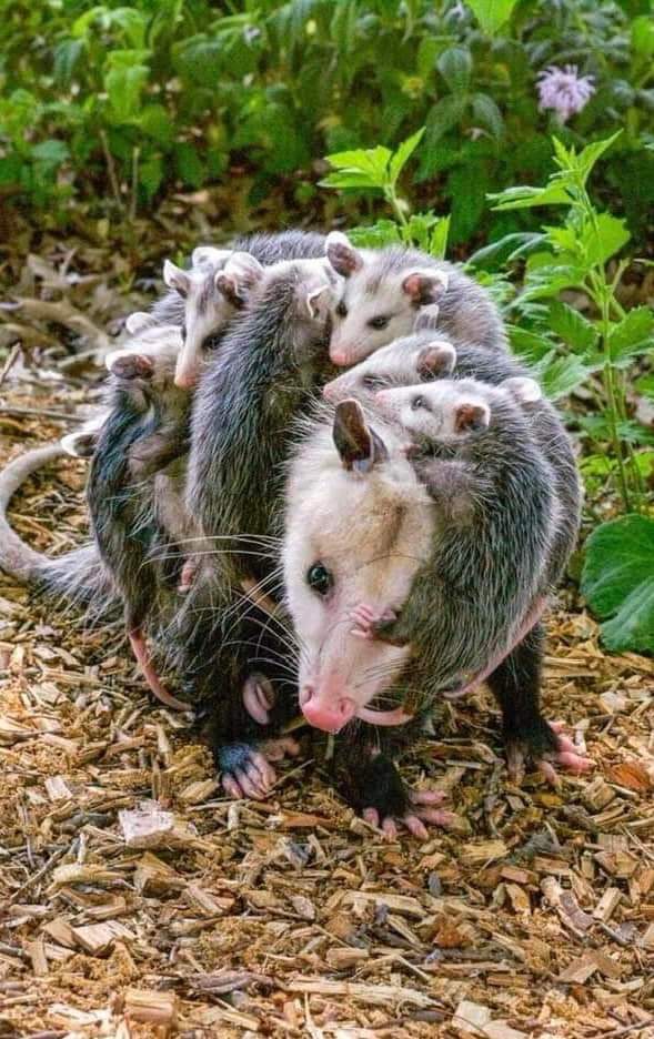 Opossums eating bananas Possums