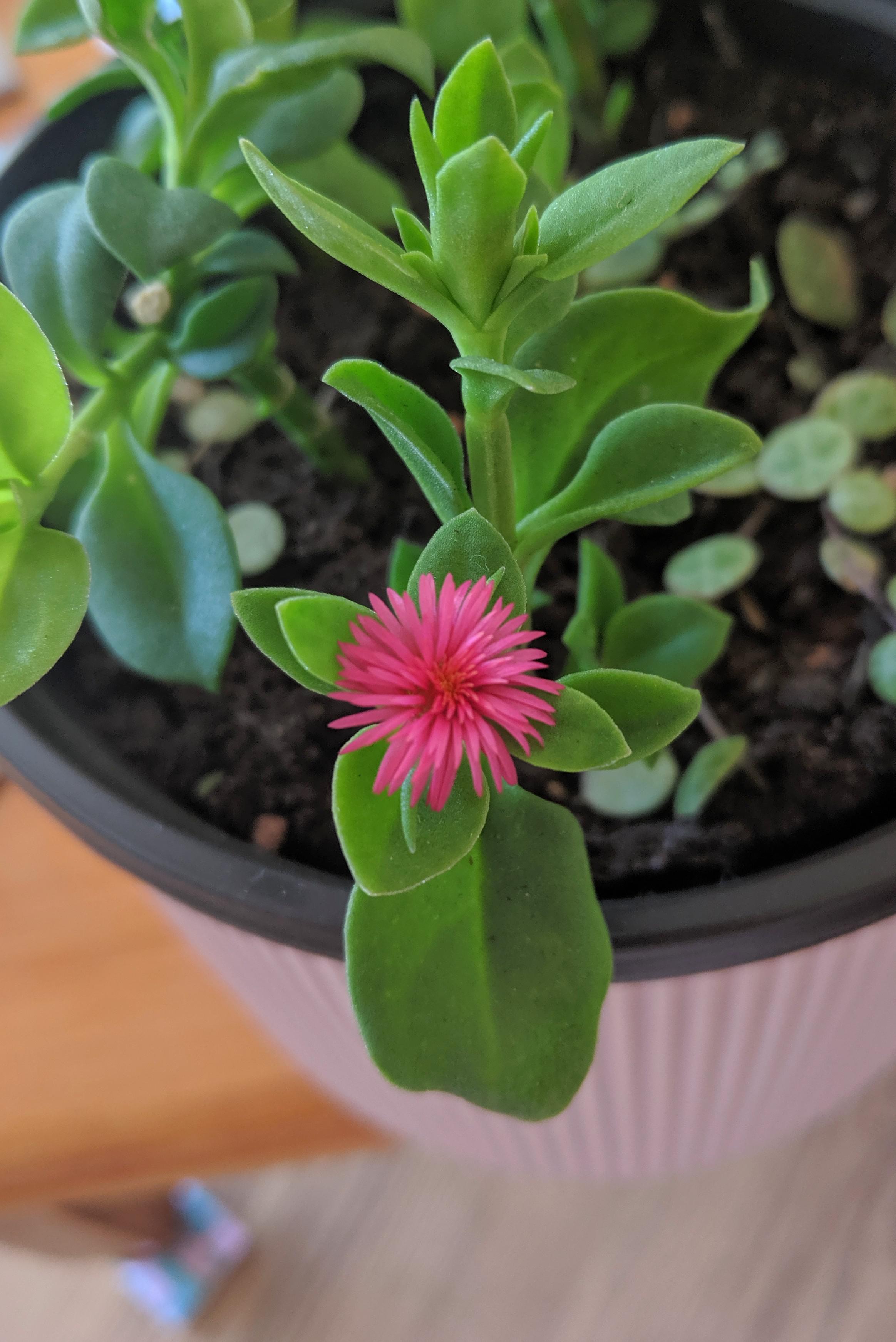 My baby sun rose surprised me with the most flower this