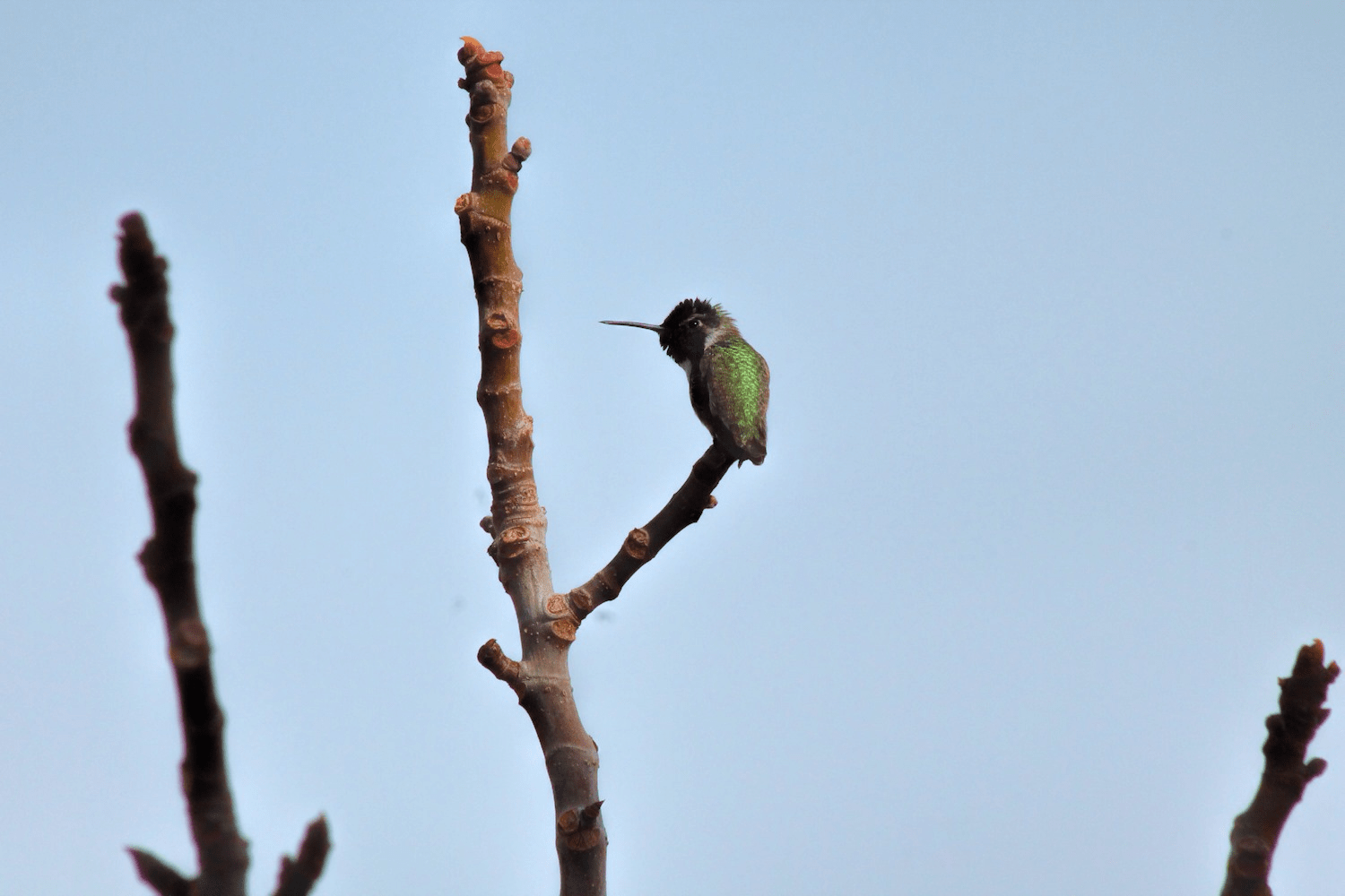 serving jobs in vegas vegaslocals