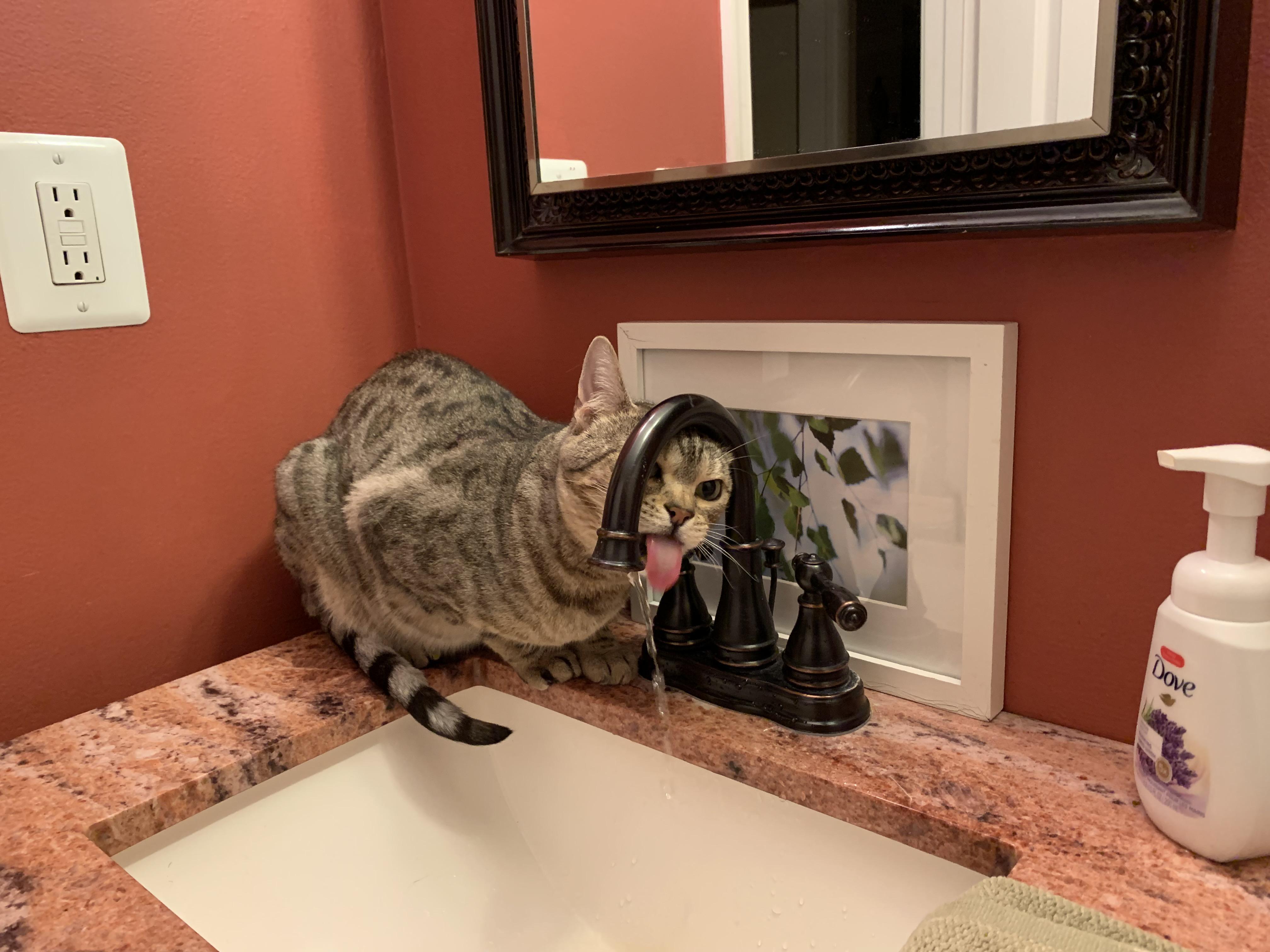 My cat will sit there and pretend to lick the water. but she never