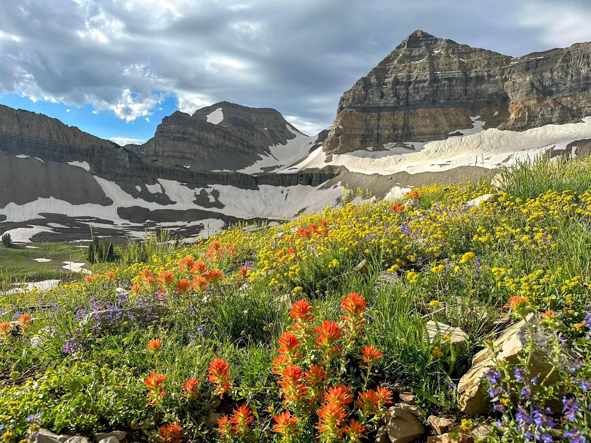 Summer flowers in Utah Mountains r/LandscapePhotography