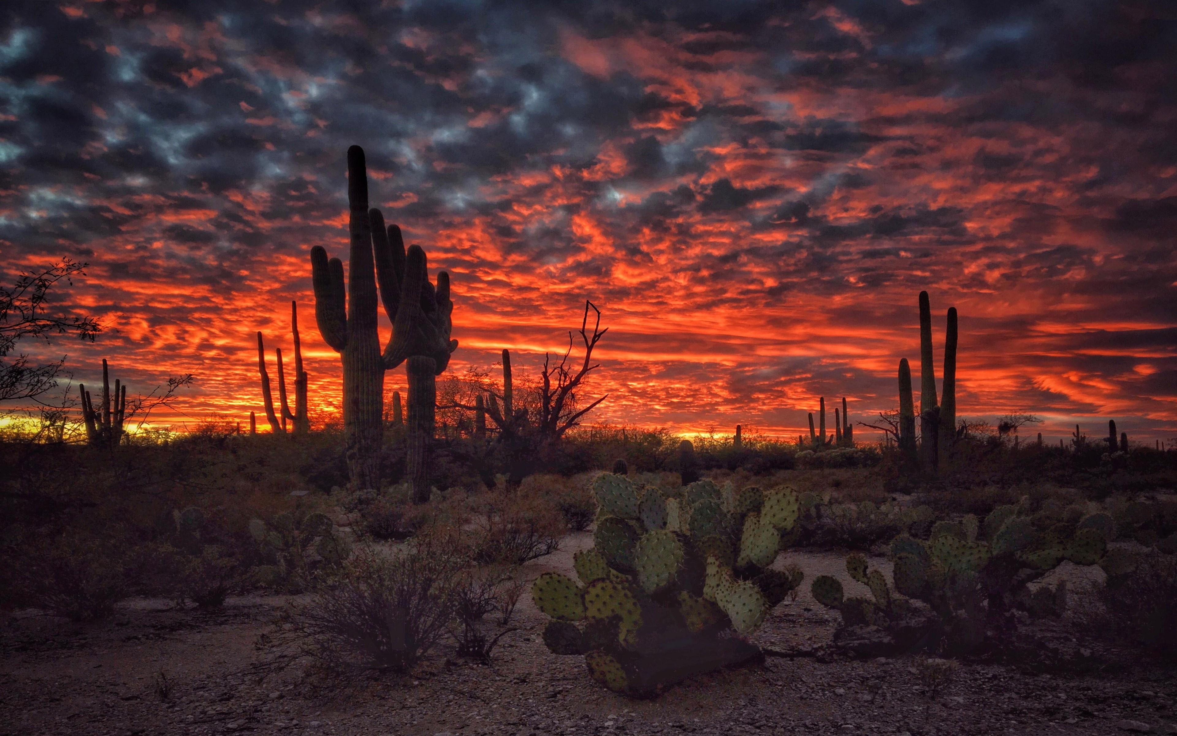 "Sky on Fire," Sunset in Sonoran Desert, Arizona r/MostBeautiful