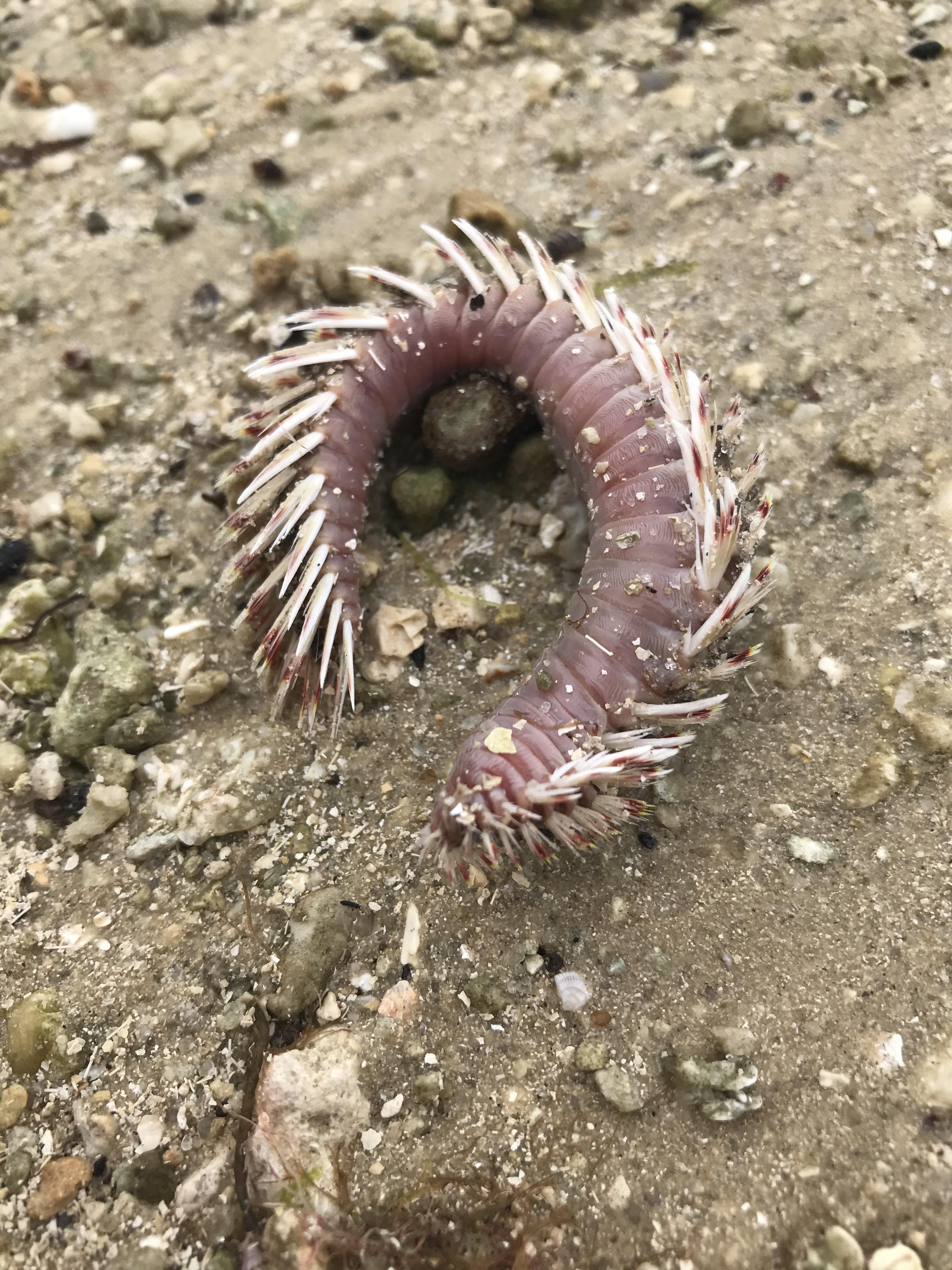 Found on the beach in south Florida. It’s like a large caterpillar. r