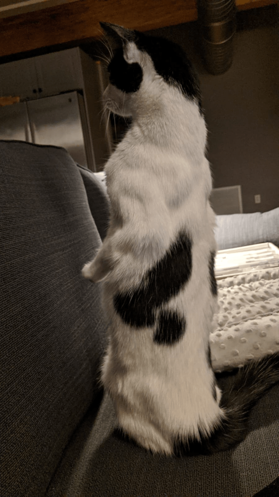 How can a cat get that buff r/BuffAnimals