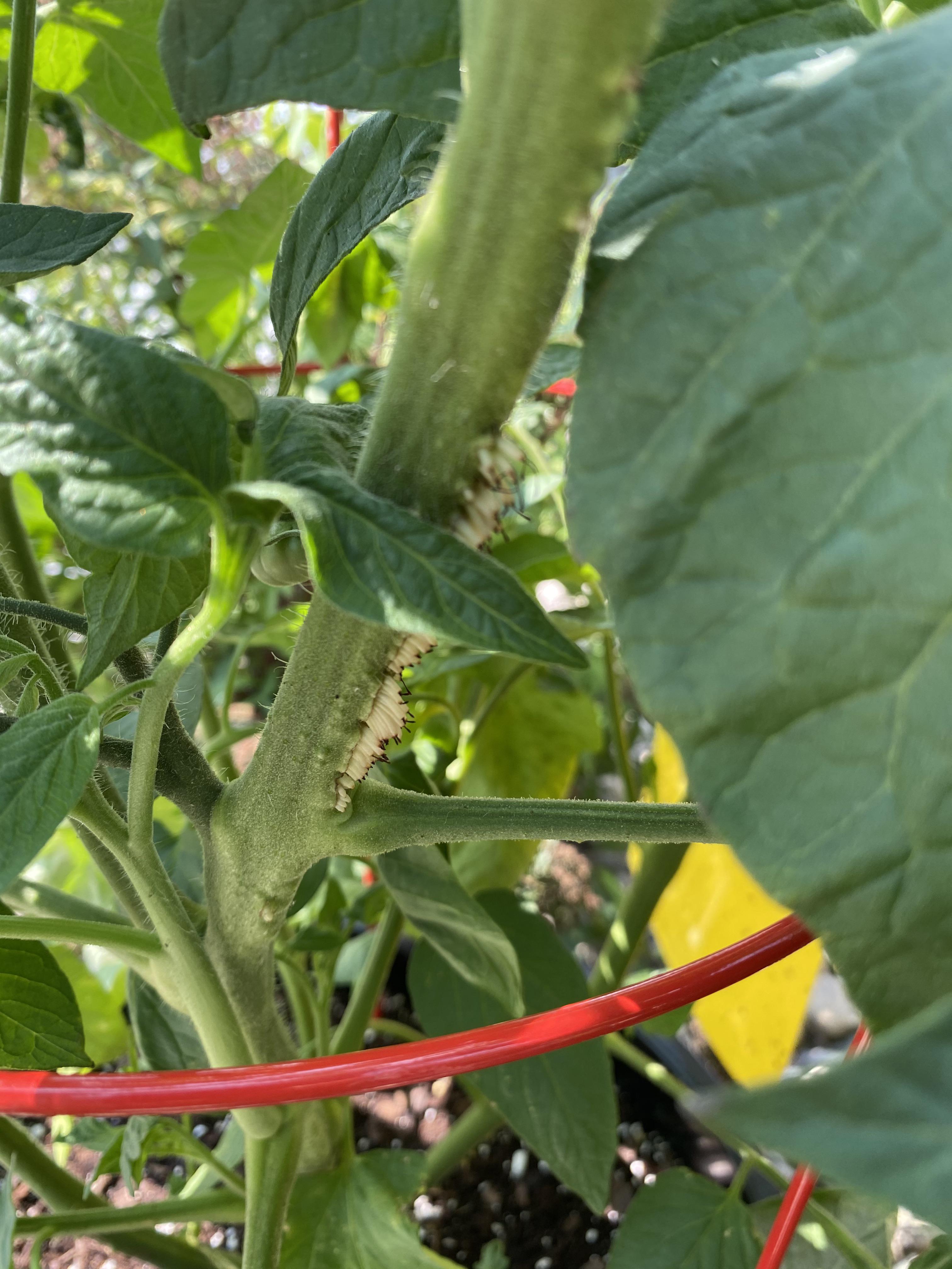 What are these white bumps (tendrils) growing on my tomato plant stem? r/gardening
