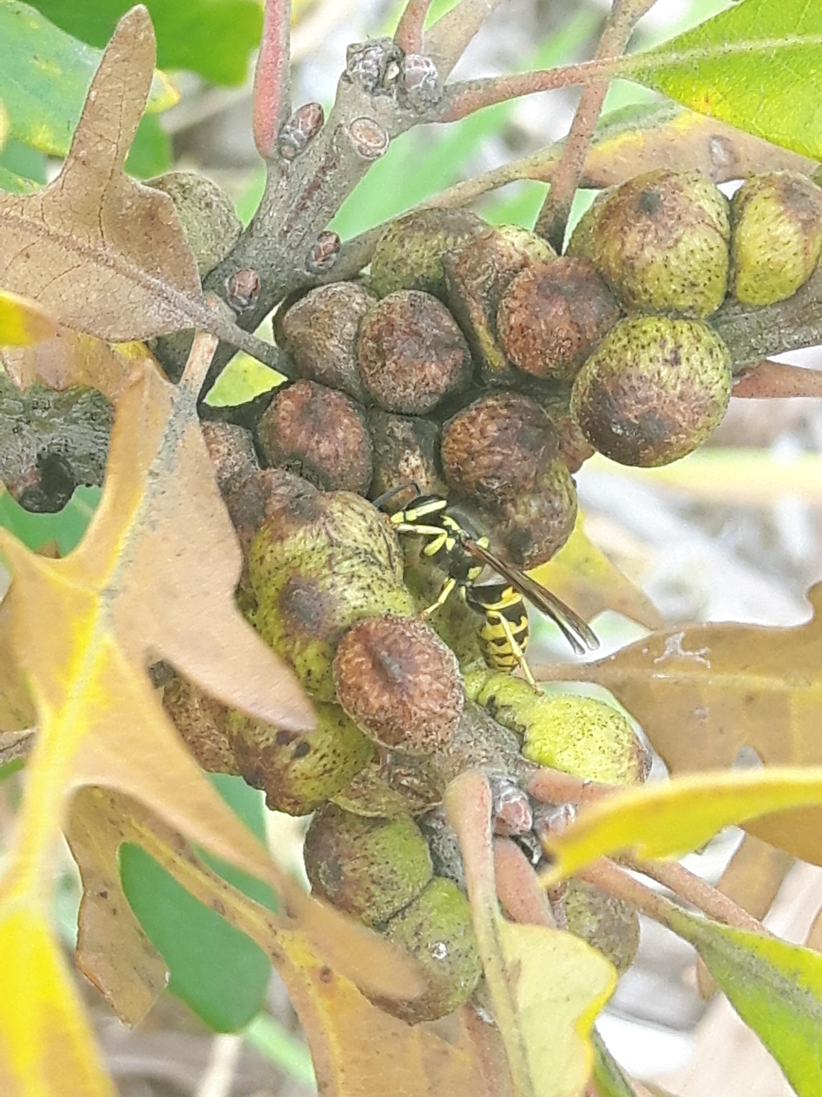Wasps galls on oak tree! r/gardening