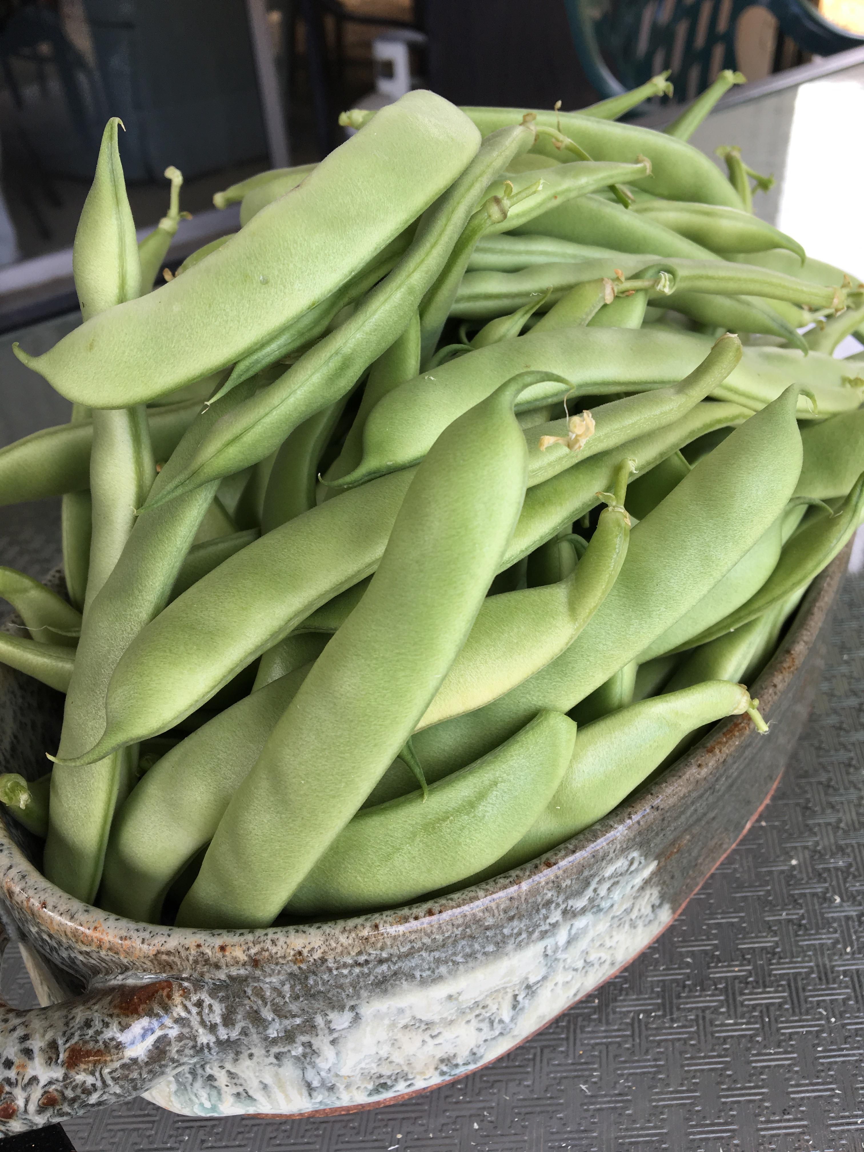 Bean bush, roma II Green Beans r/gardening