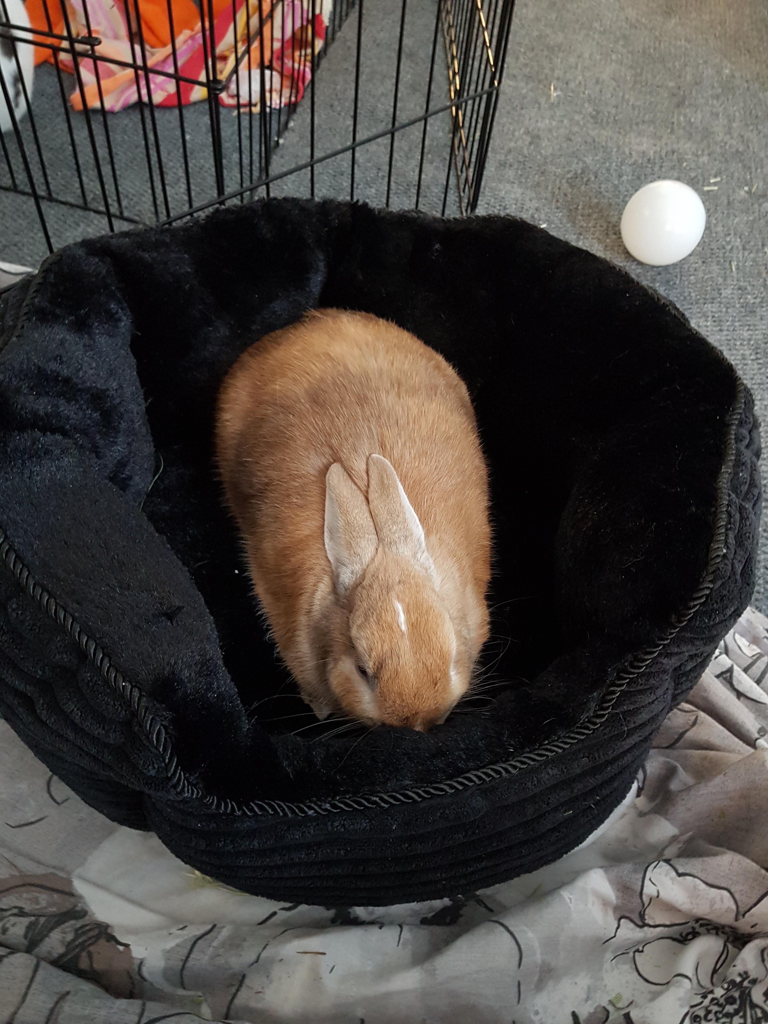 Sumbunny loves his new bed. r/Rabbits