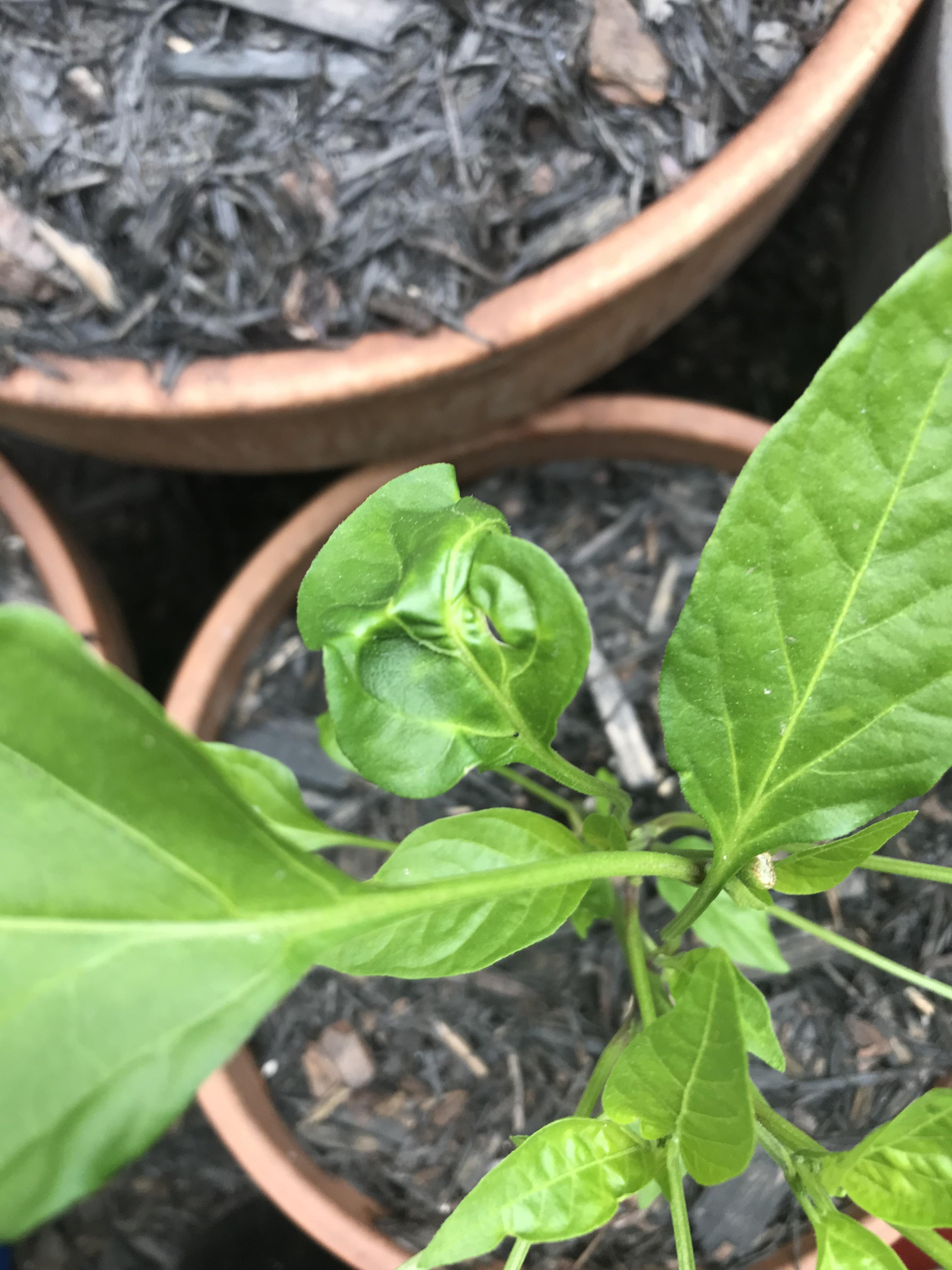 What is this deformation on my pepper plant? r/plantclinic