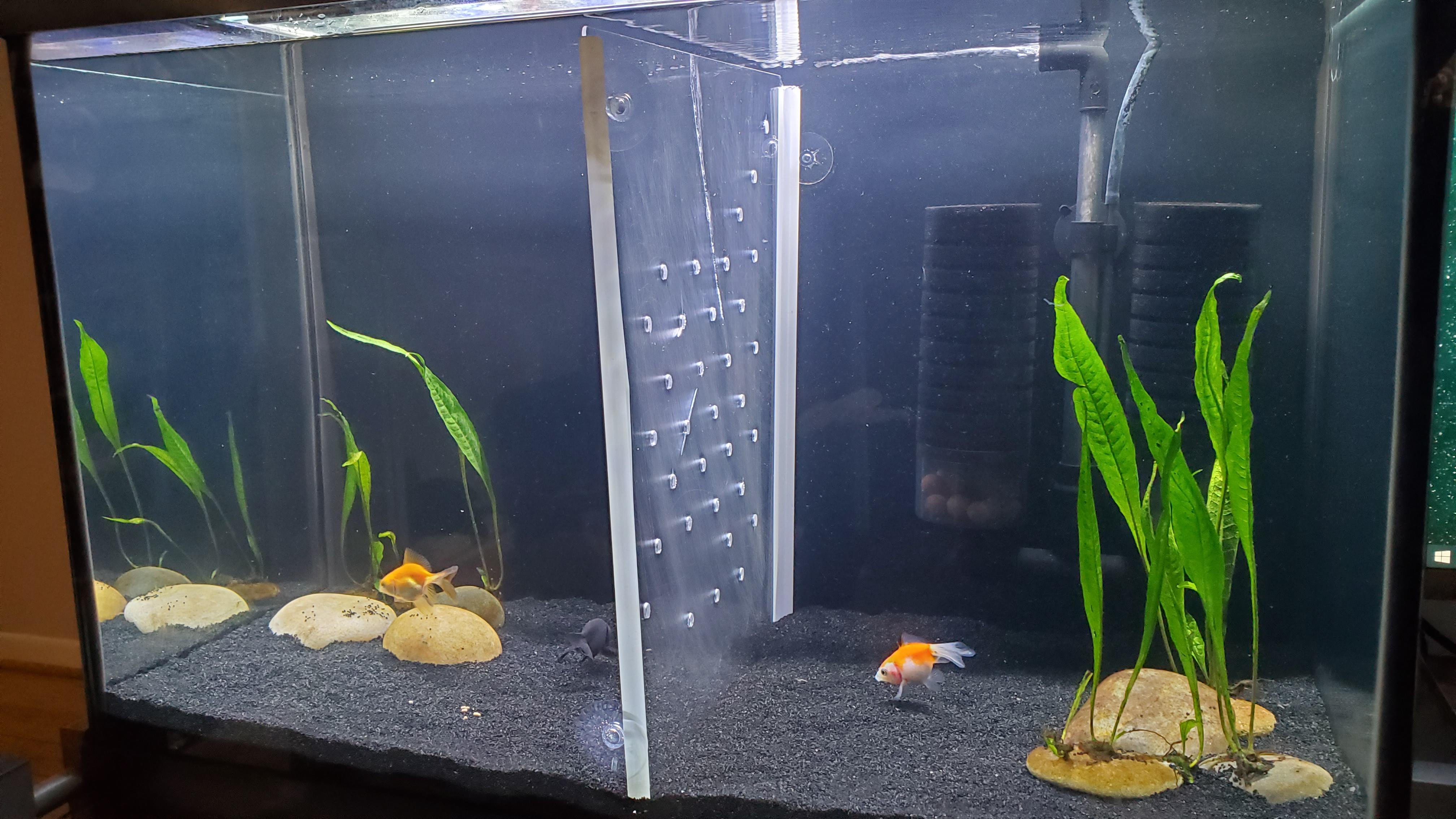 I got worried about my female and made a tank divider. r/Goldfish