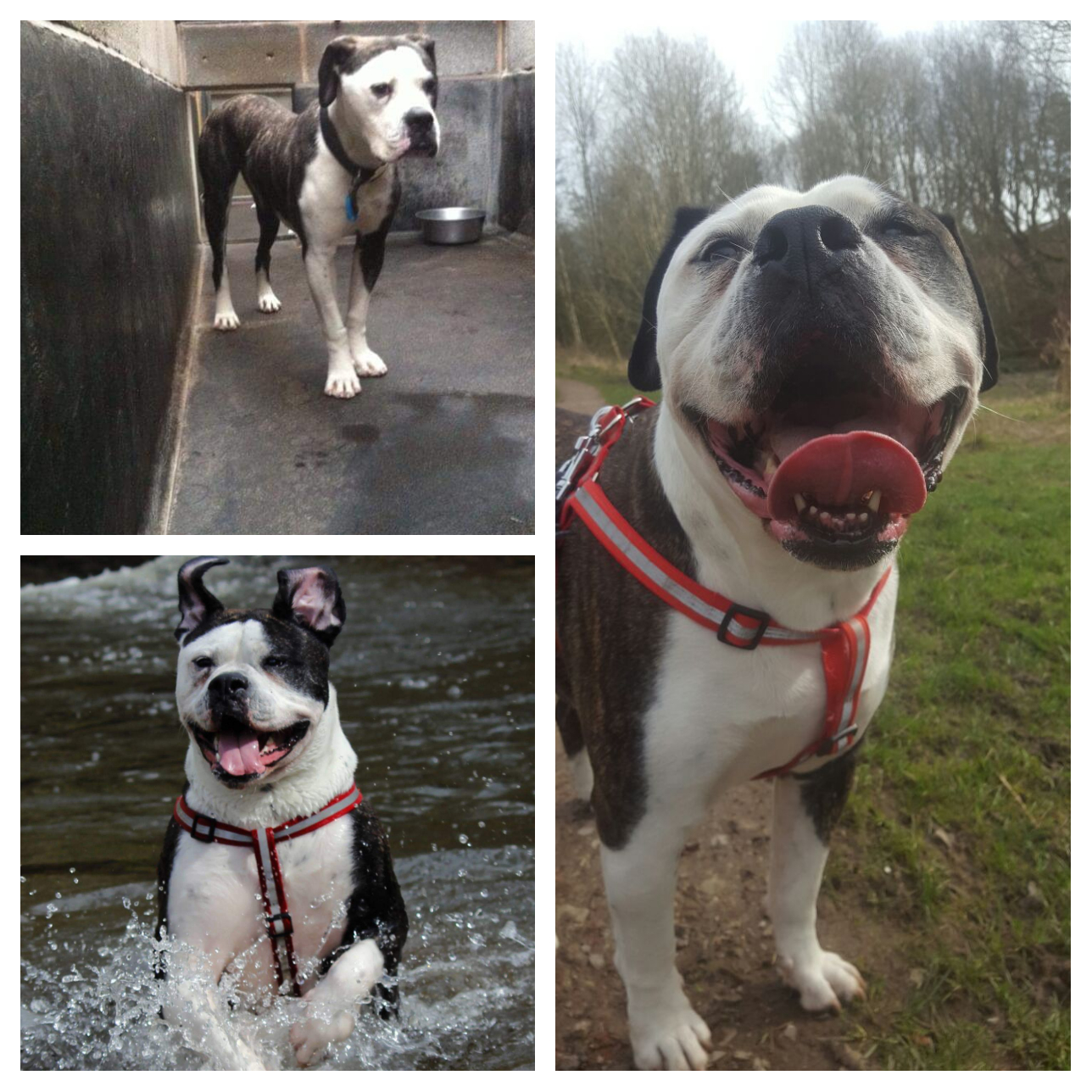 This is Pudding! Adopted six years ago and fattened up nicely, had to be taught to play after