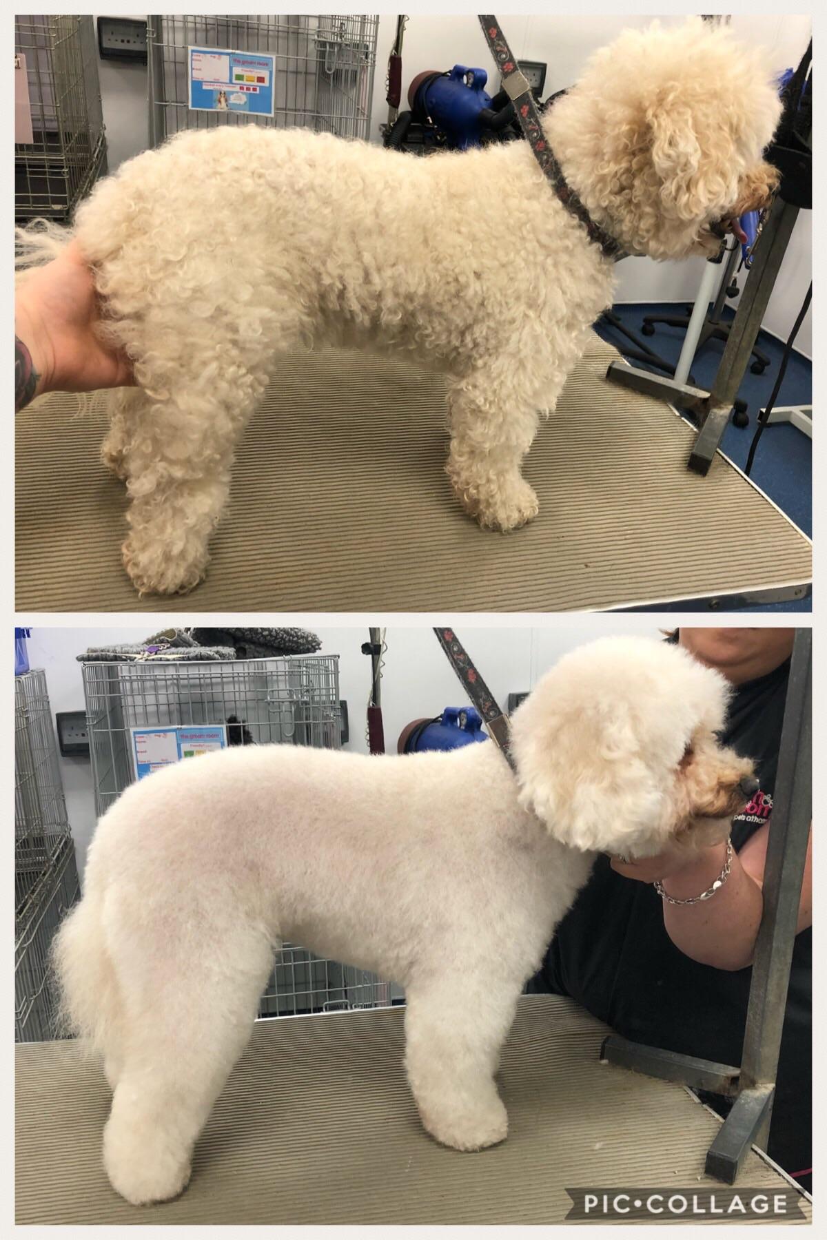 Super old toy poodle cross in for a groom today. First ever attempt at