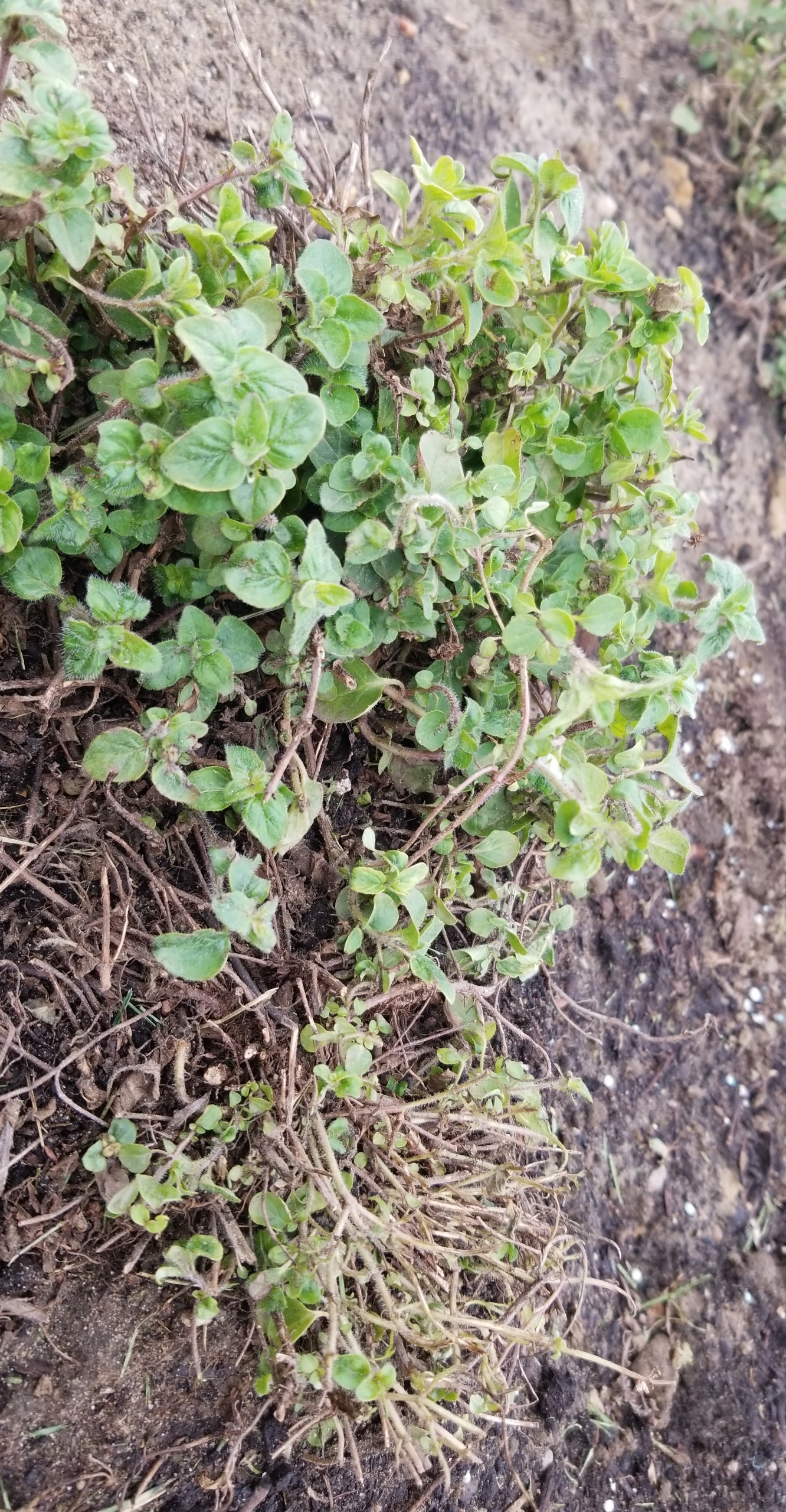 This is my oregano from last year. Some of the leaves' edges are