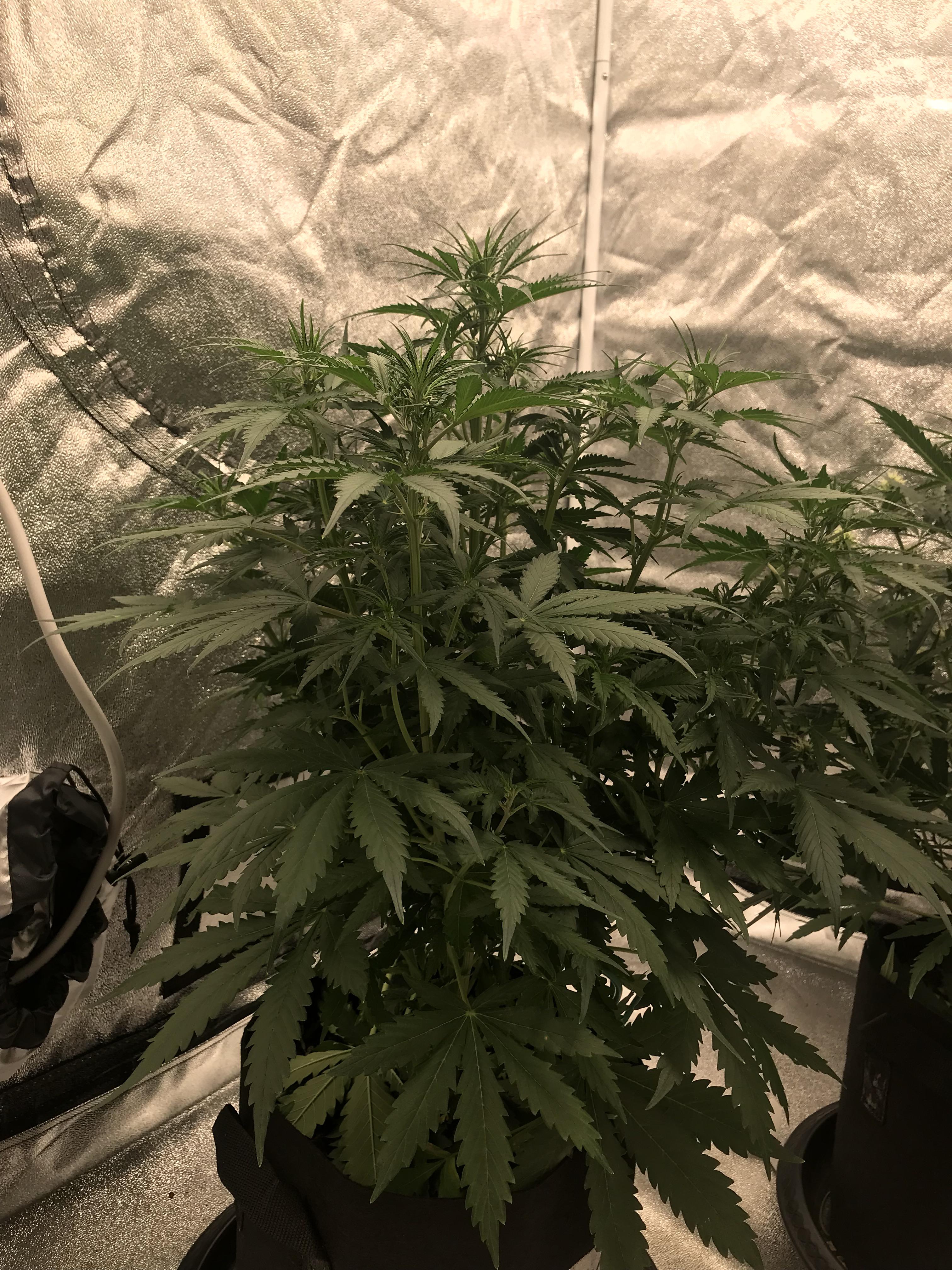 Its day 37, my bf and aren’t sure what the rules are about pruning an