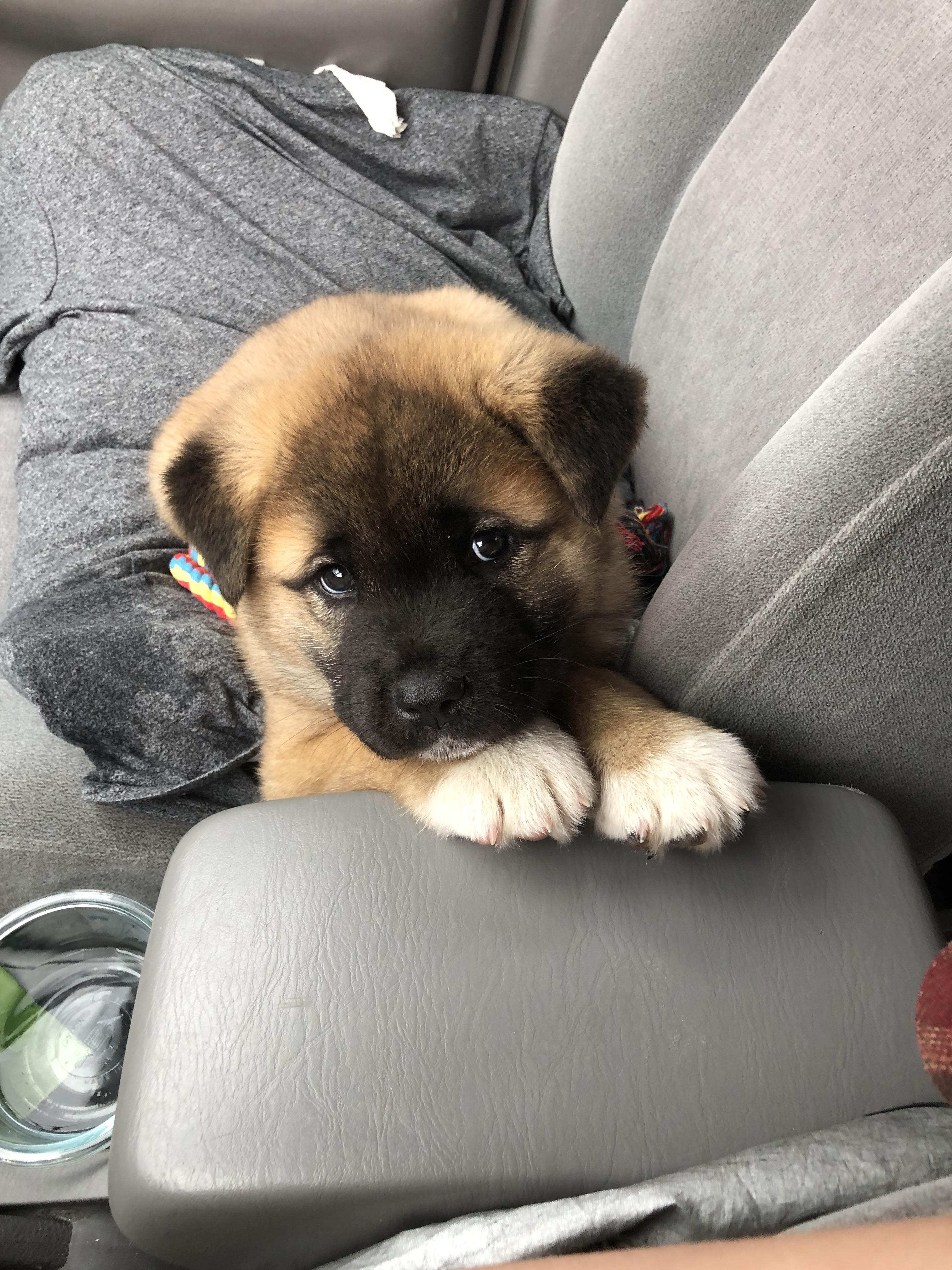 I got an American Akita pup at 6 weeks old my first dog ever... and