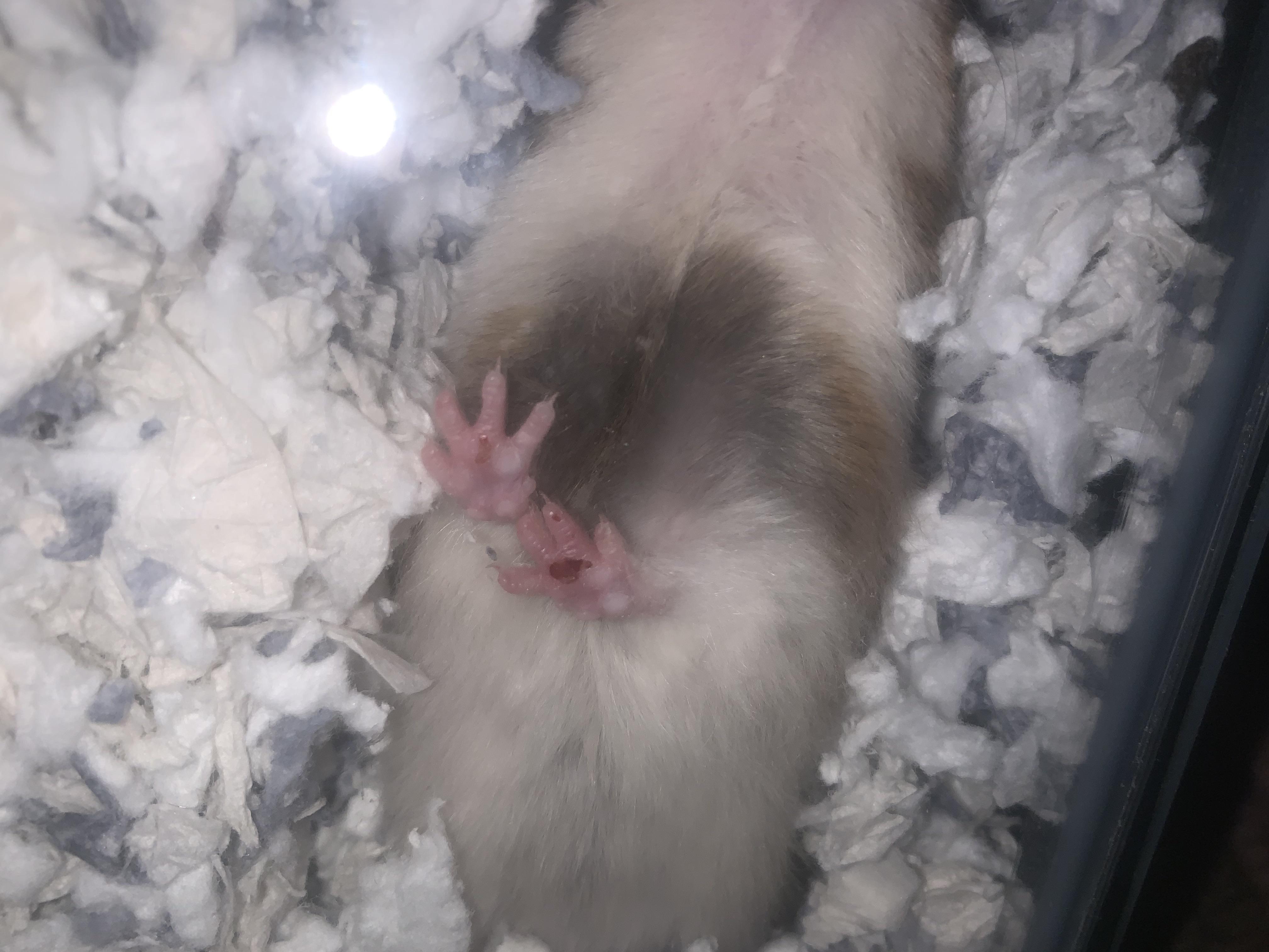 HELP GOT HAMSTER FROM PETCO TODAY SOMETHING WRONG W PAWS is this bumble