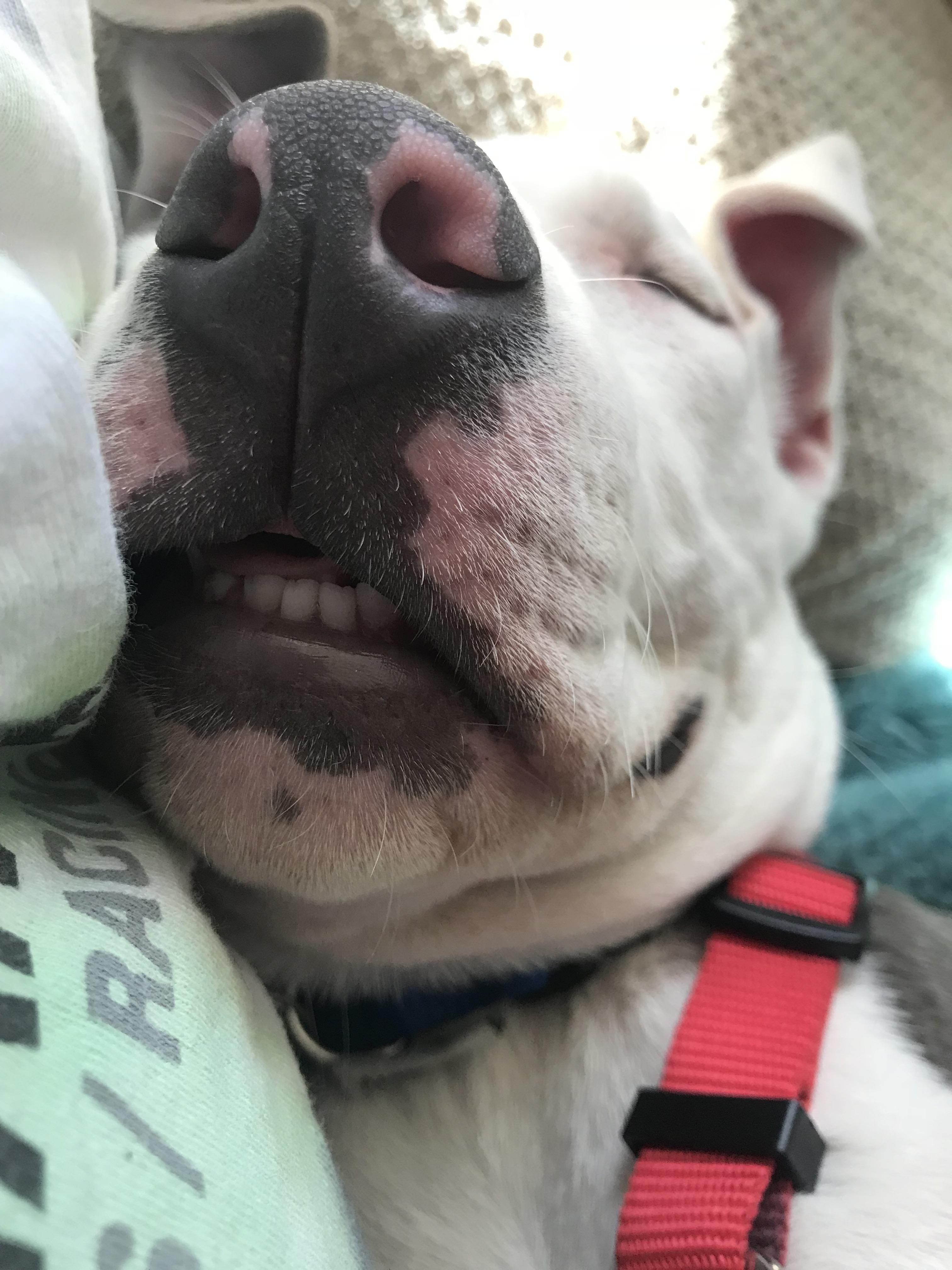 Good Morning Reddit r/pitbulls