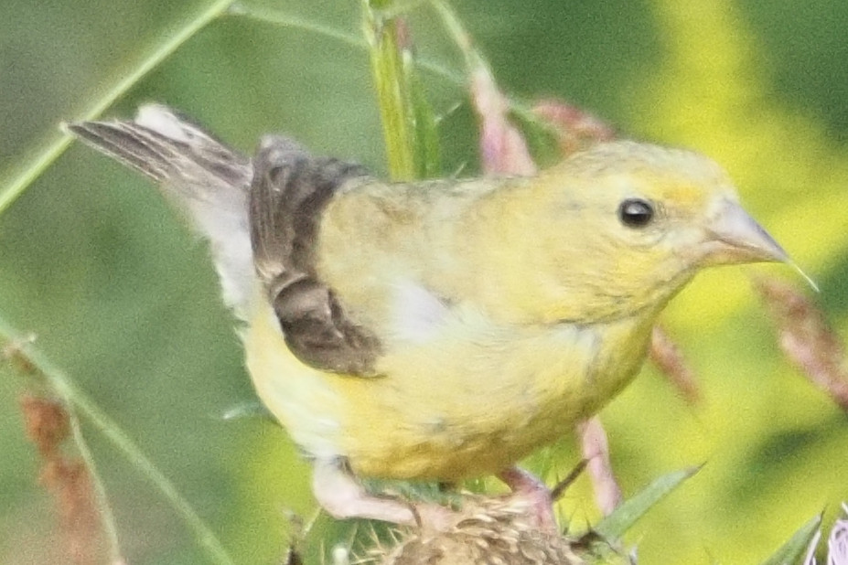 Very small bird finch? (AR, USA) r/whatsthisbird
